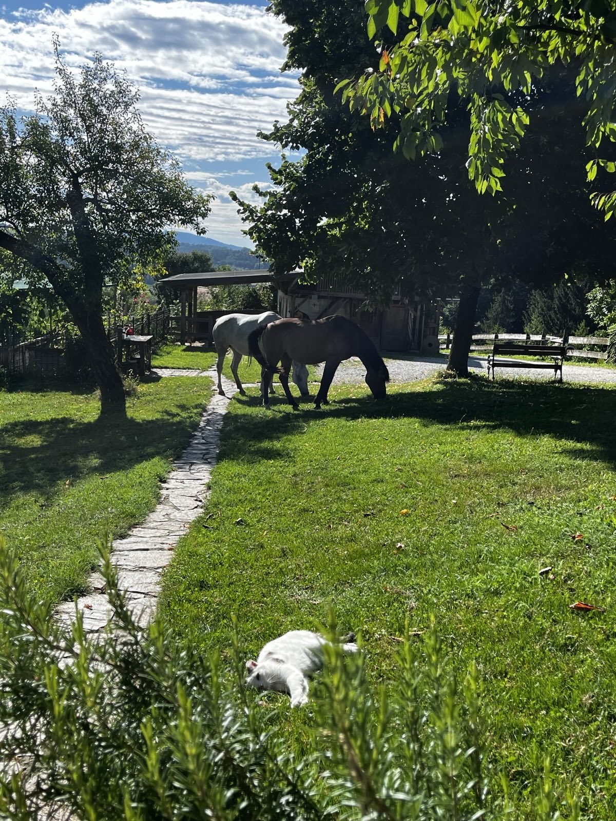Zwei Ponys grasen auf grünem Rasen, ein weißes Hundchen liegt entspannt im Gras, im Hintergrund sind Bäume, eine kleine Hütte, eine Bank und ein Weg unter den Bäumen.