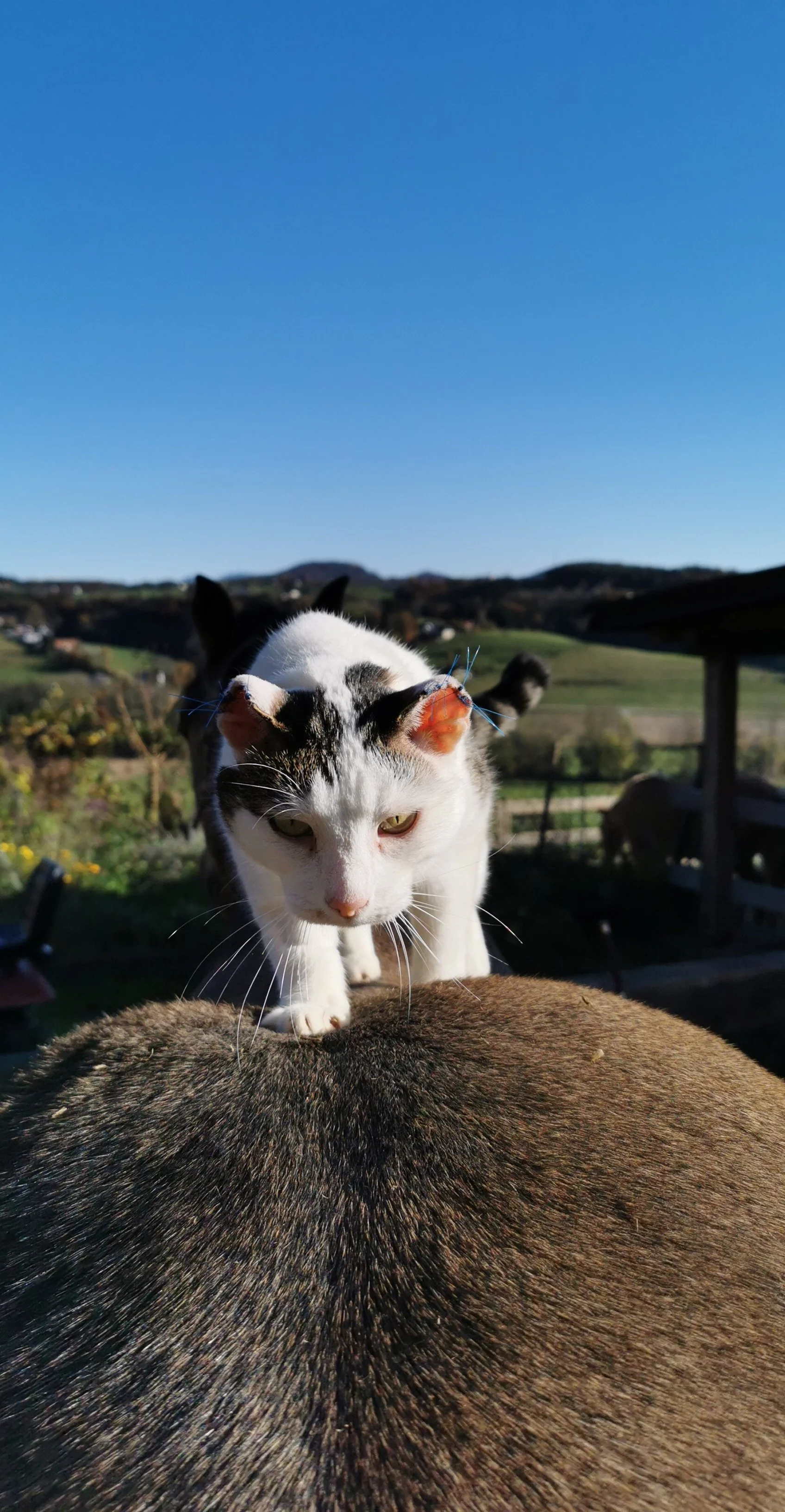 Eine weiße Katze am Rücken eines Pferdes. Im Hintergrund eine ländliche Landschaft bei blauem Himmel.