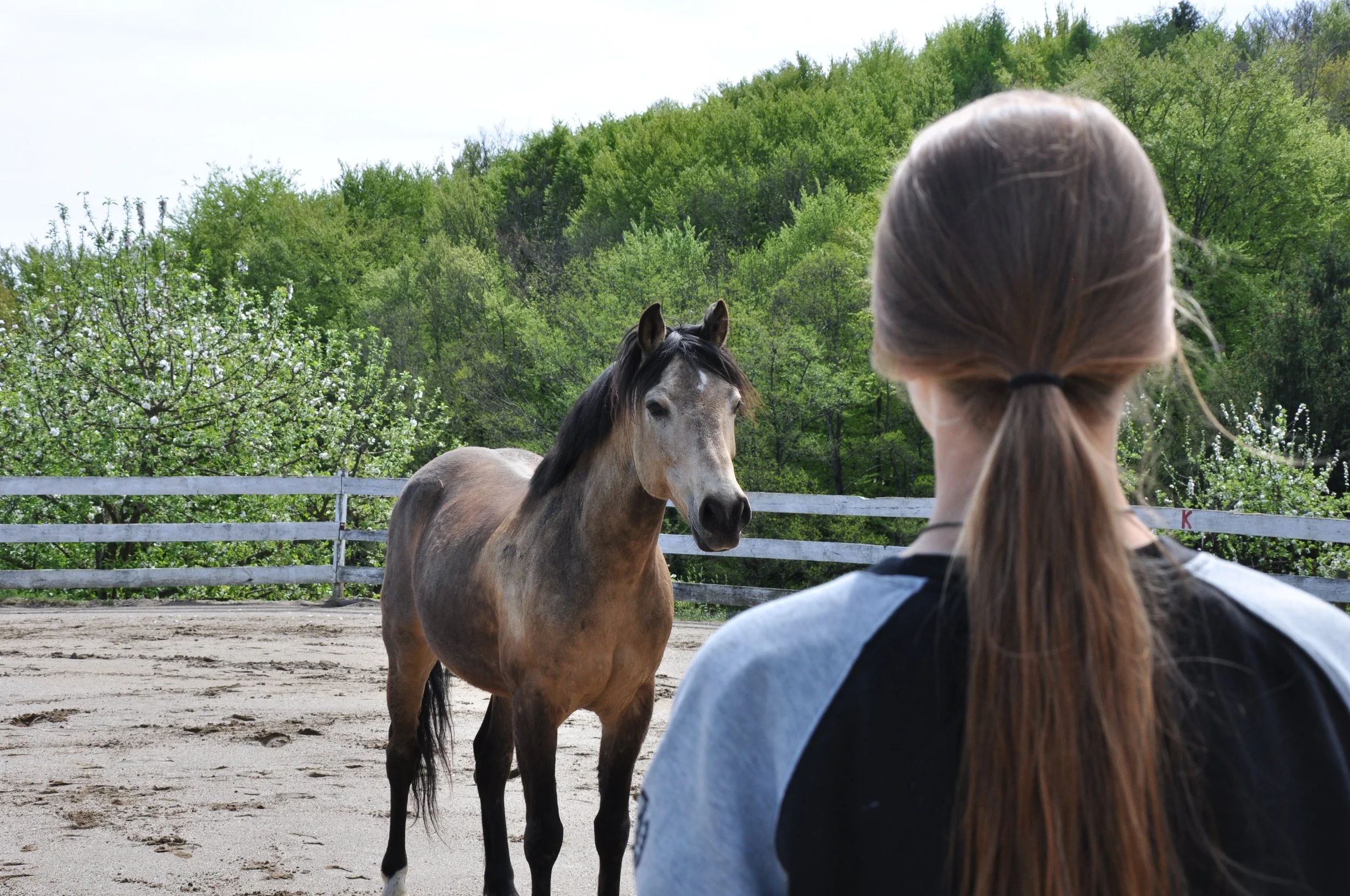 Junge Frau mit langen braunen Haaren in Pferdefreizeitjacke beobachtet braunen Pferd in outdoor Reitplatz, grüne Bäume im Hintergrund