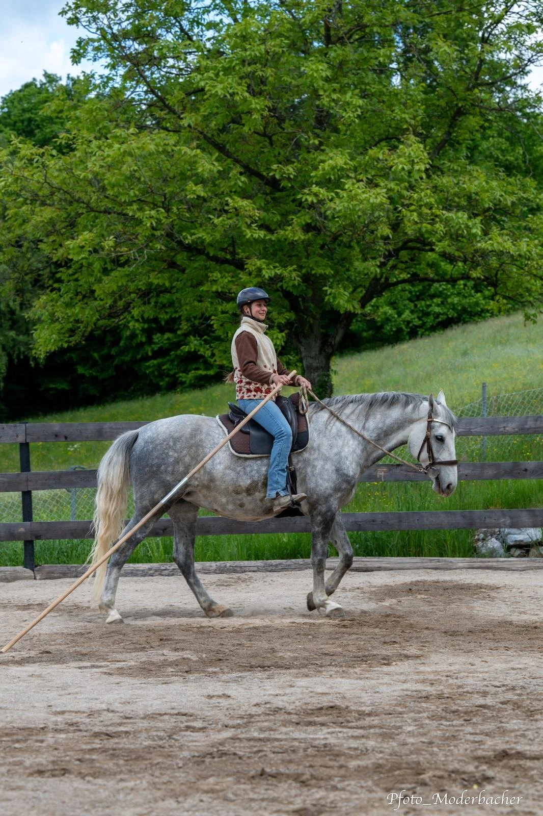 Eine Person reitet auf einem grauen Pferd auf dem Reitplatz. Im Hintergrund sind grüne Bäume und eine grüne Wiese sichtbar.