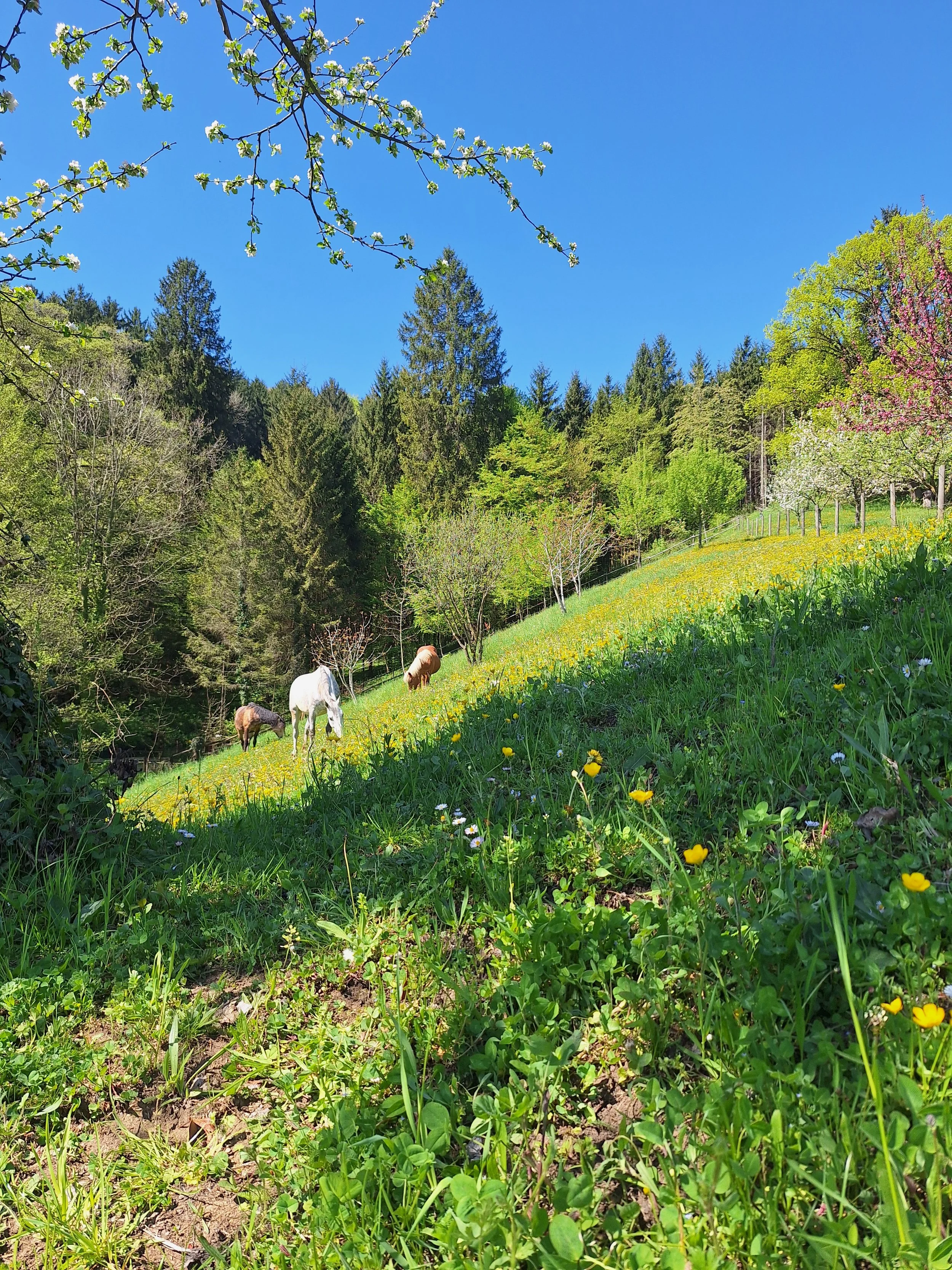 Blick auf eine grüne Wiese mit bunten Blumen, auf der mehrere Pferde grasen. Im Hintergrund sind zahlreiche Bäume und ein klarer blauer Himmel.