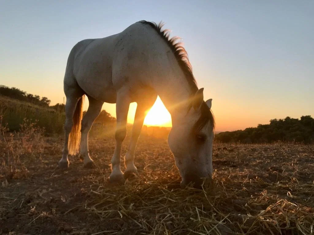 Ein weißes Pferd frisst auf einer Wiese bei Sonnenuntergang.