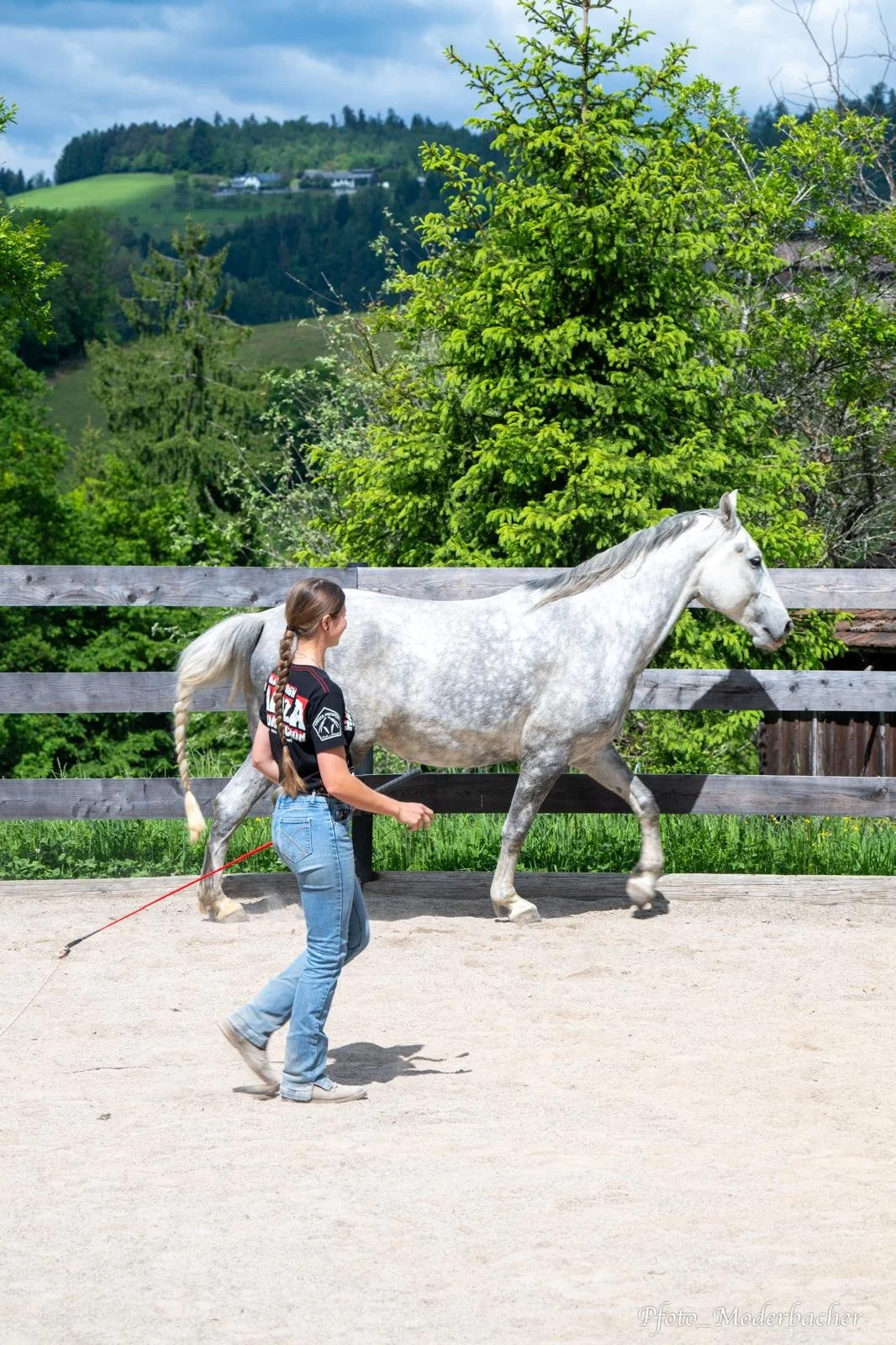 Junge Frau führt ein weißes Pferd auf einer Reitbahn, mit grünen Bäumen und Hügel im Hintergrund.
