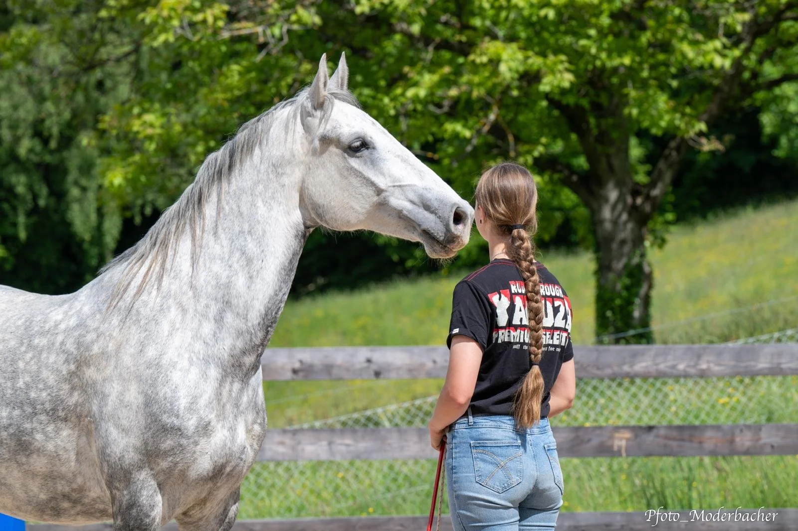 Ein Mädchen mit geflochtenem braunem Haar steht mit dem Rücken zur Kamera und spricht mit einem weißen Pferd in einem Freigelände mit grünen Bäumen und Zaun.