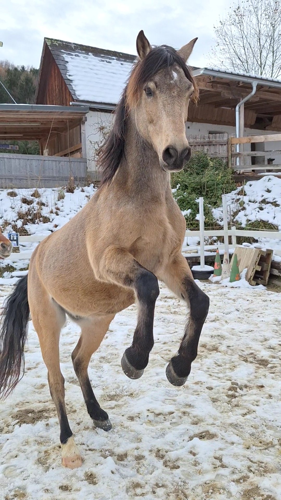 Ein brauner Mustang springt in einem verschneiten Stallhof.