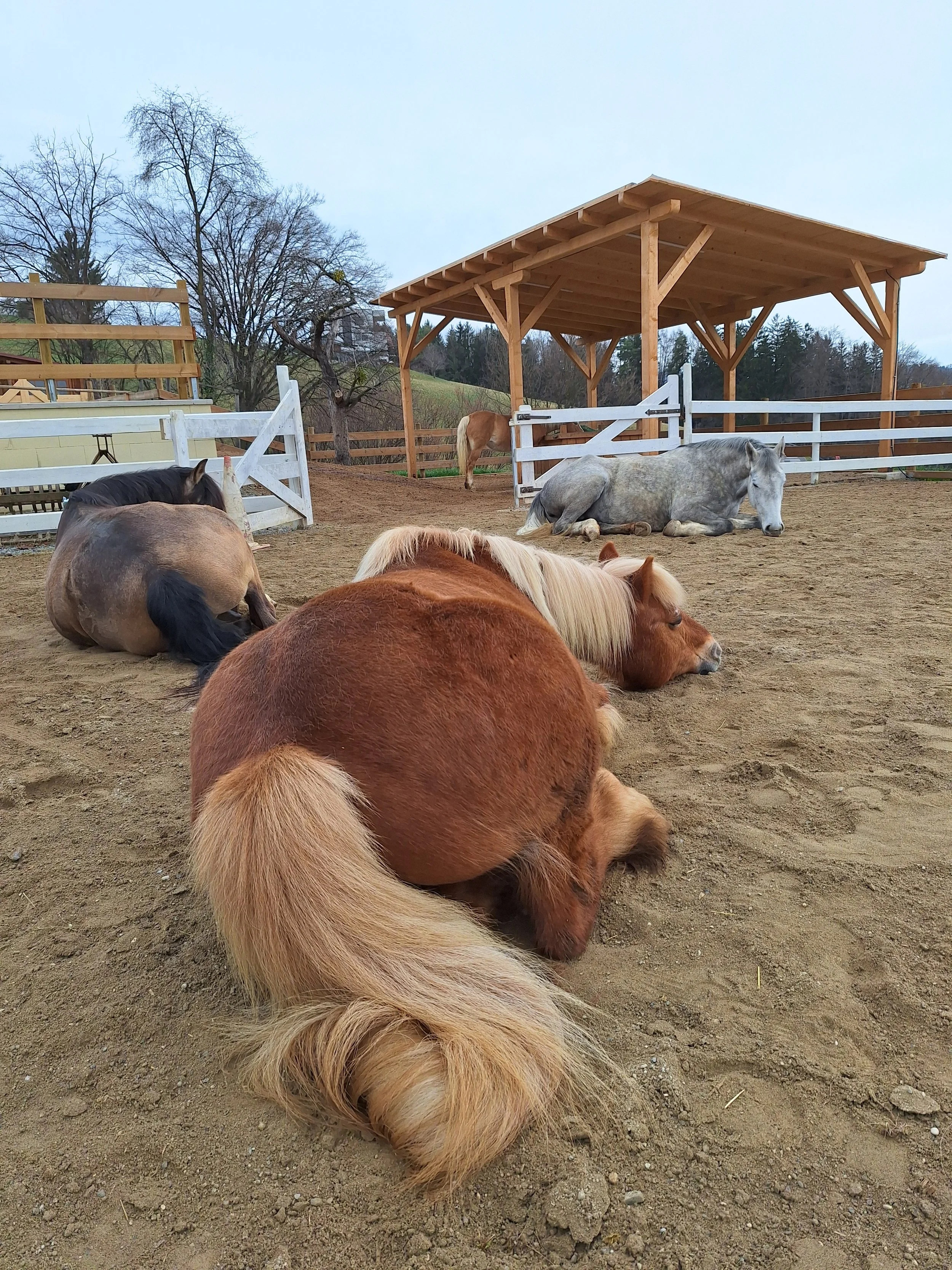Mehrere Pferde liegen auf einer Reitbahn, im Hintergrund sind Bäume und eine Holzhütte zu sehen.