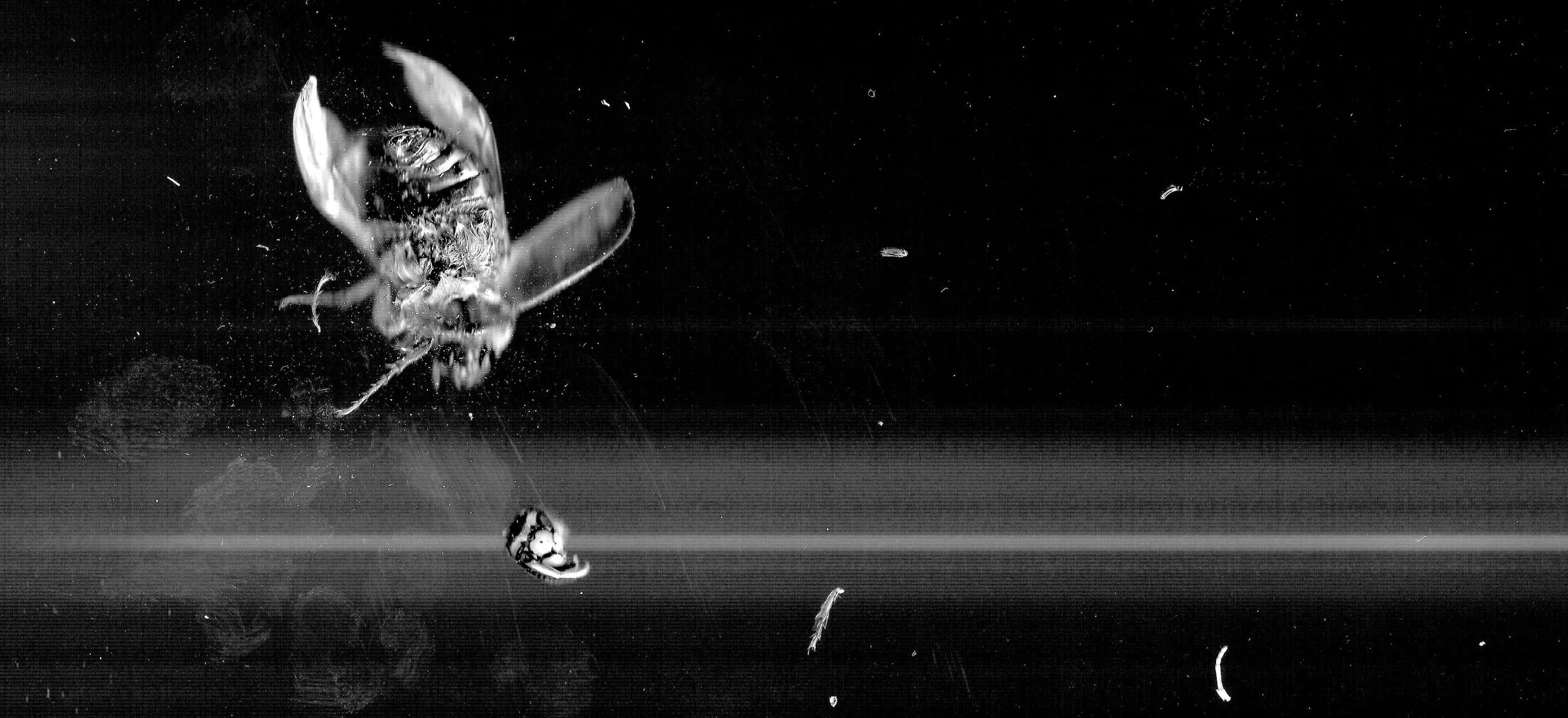 Une abeille en vol au-dessus de la surface d'un liquide sombre, avec des particules en suspension dans l'air.