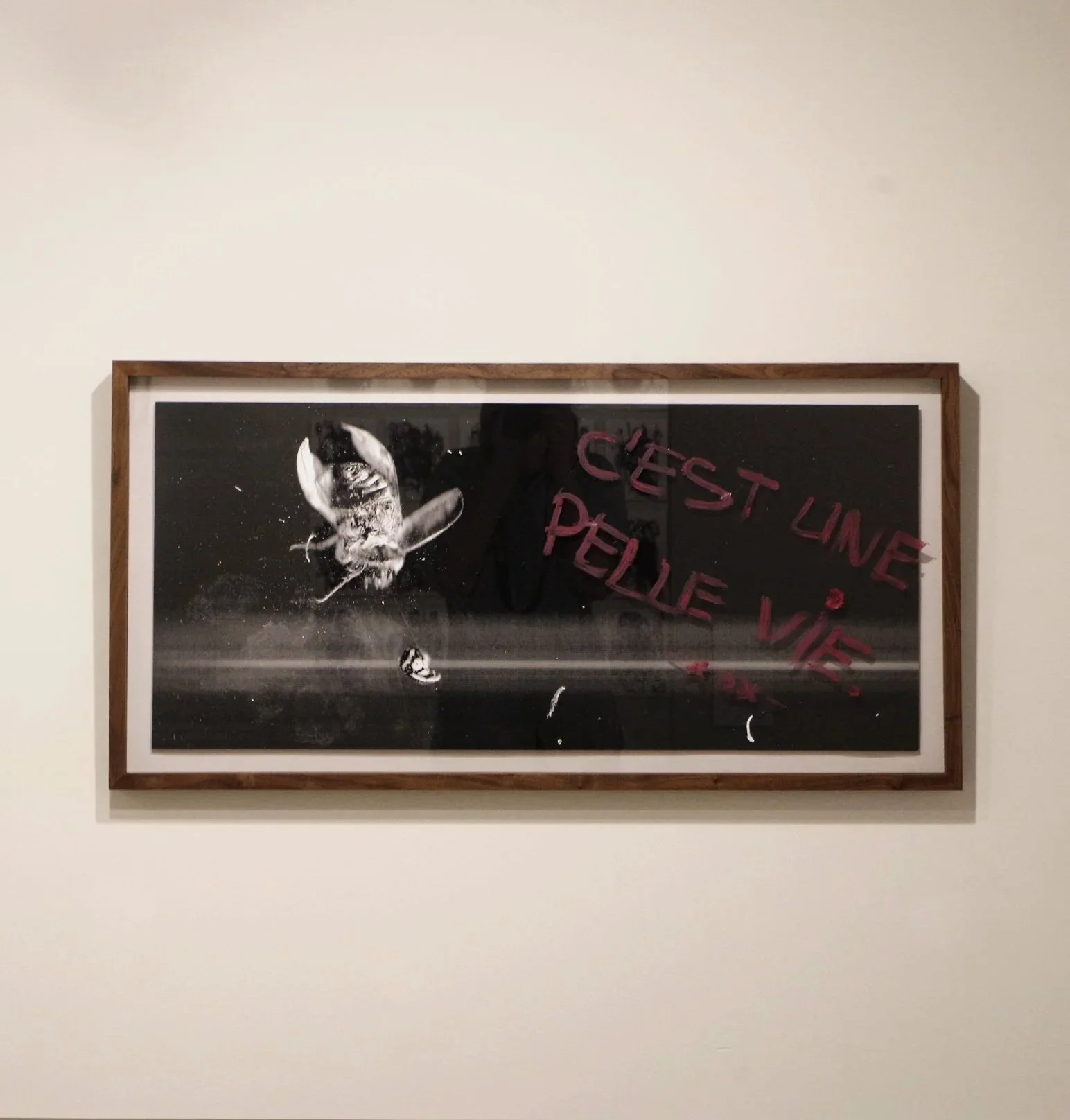 Photographie en noir et blanc d'une mouche en vol avec une phrase en français écrite en rouge : "C'EST UNE PELLE VIE."