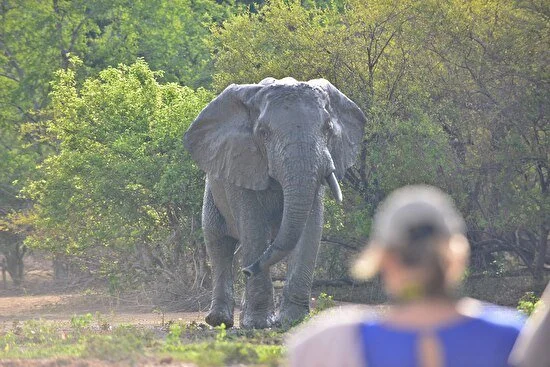 A person wearing a cap and a blue shirt sitting outdoors, with a large elephant walking in the background among green trees.