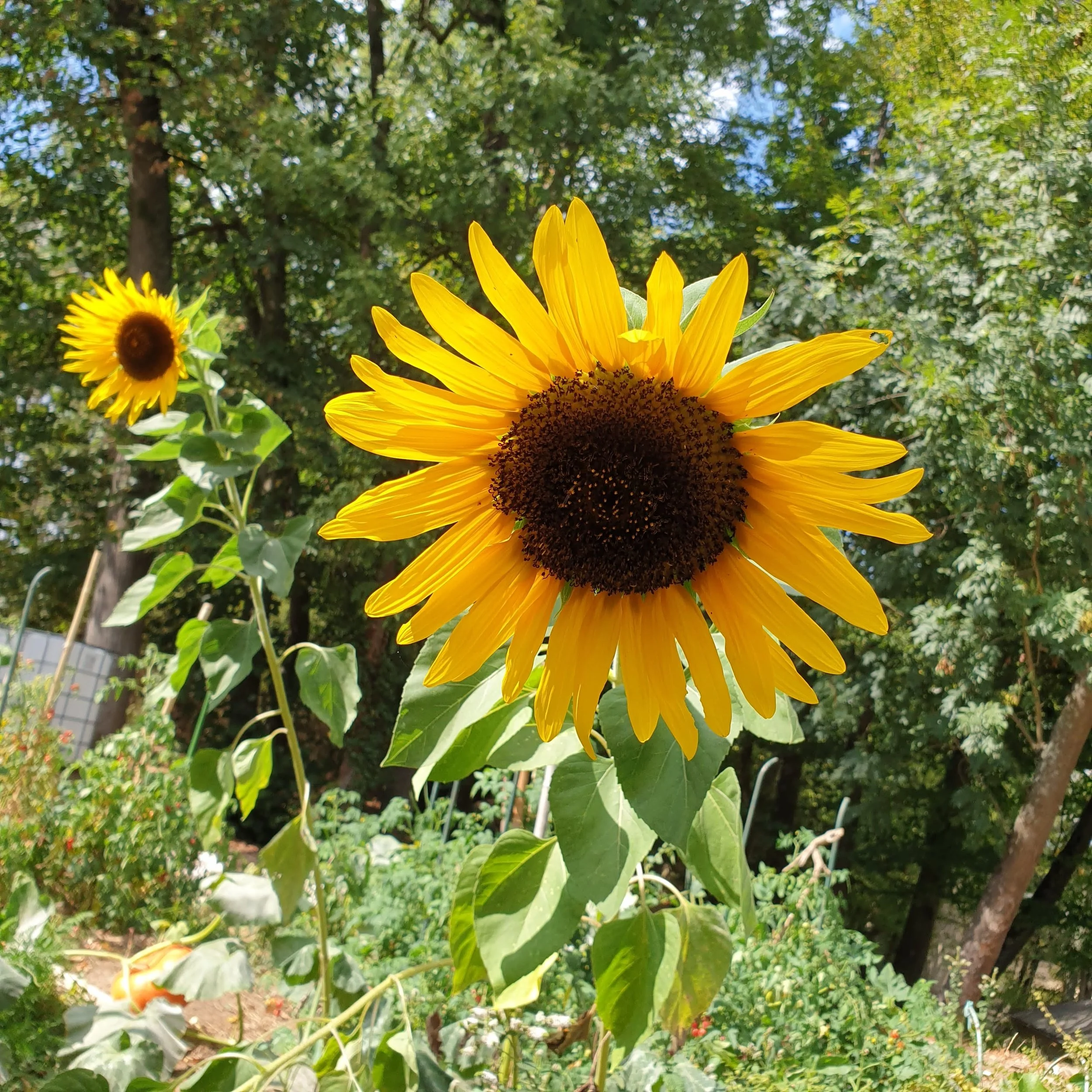 Girasole giallo in primo piano con altri girasoli e alberi sullo sfondo