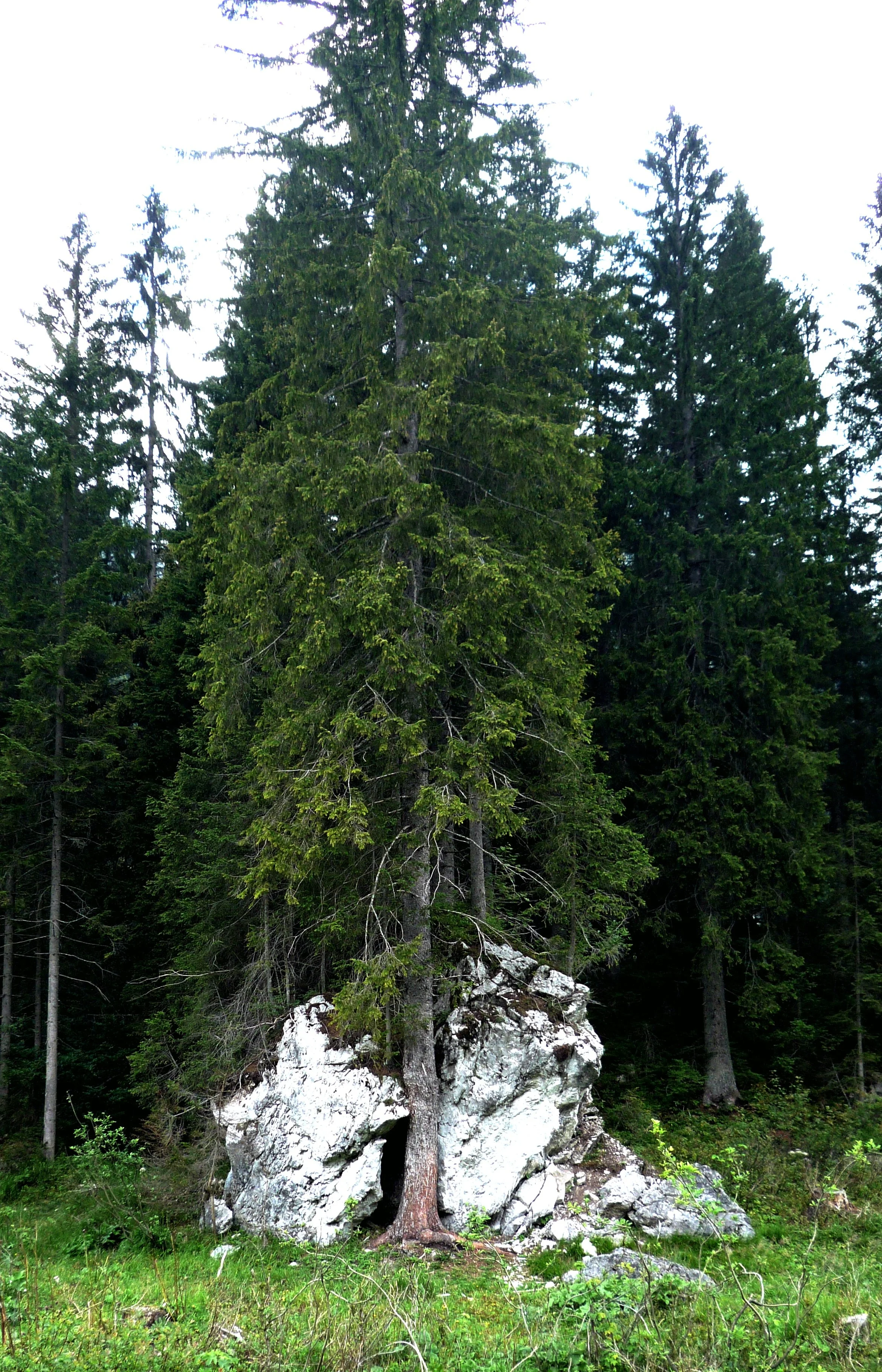 Albero di conifere che cresce su una roccia in un bosco.
