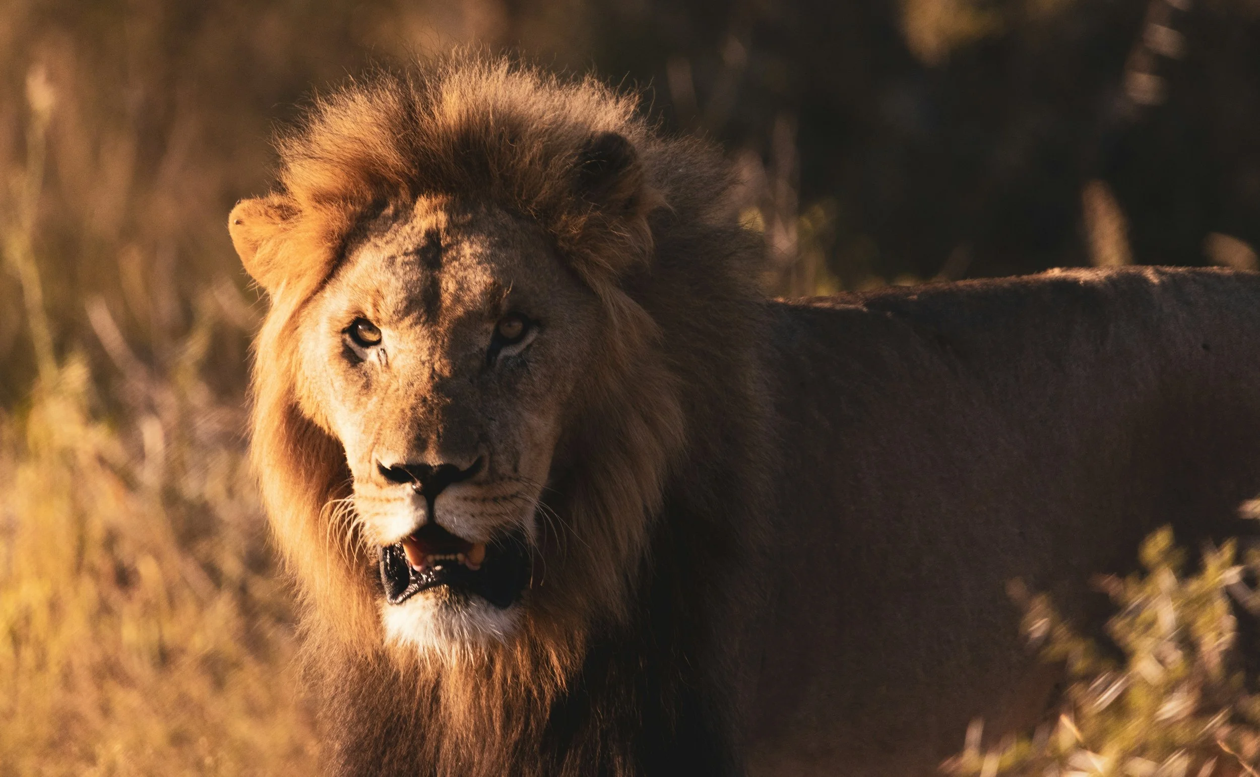 A close-up of a male lion with a golden mane standing in a natural habitat, facing the camera with an intense gaze.