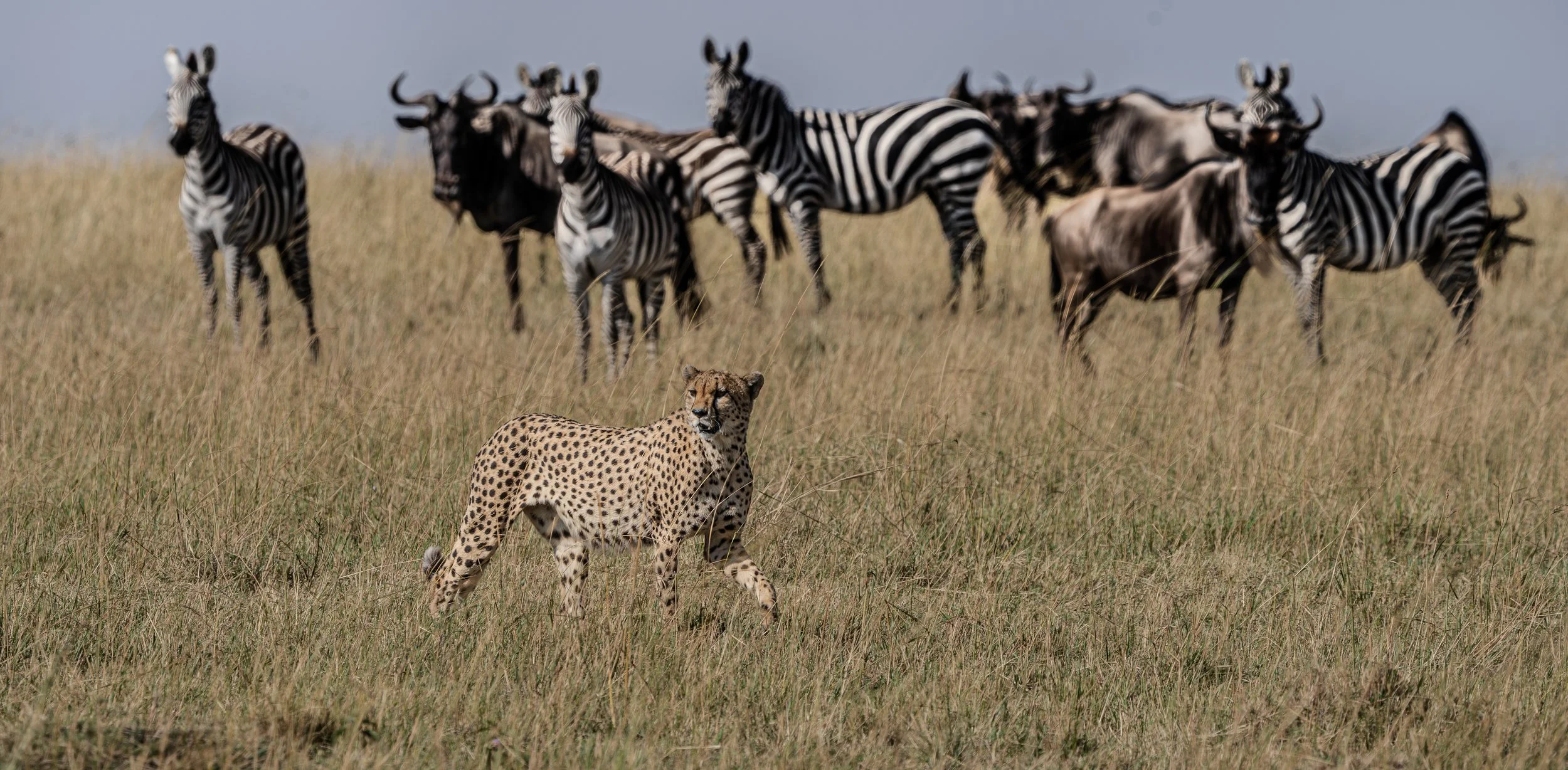 A cheetah walking in a grassy plain with a herd of zebras in the background.