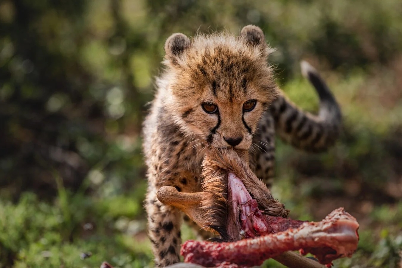 cheetah-kill--1349x900.jpg