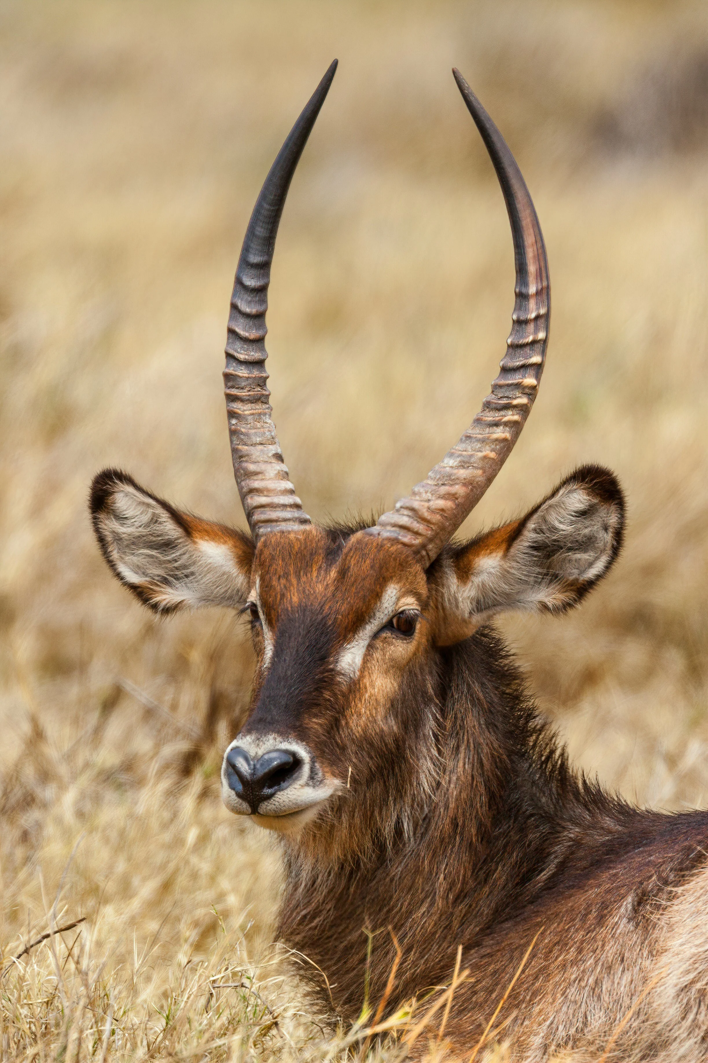 A close-up of a brown antelope with long, curved horns and large ears, lying in tall yellowish grass.