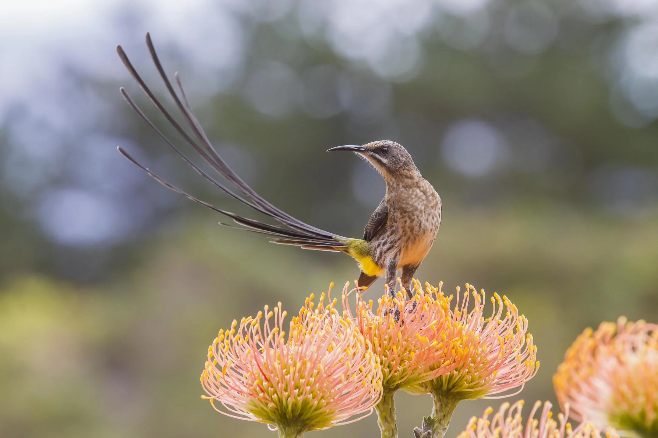 The tranquility, peace of being at home with nature that bless the estate