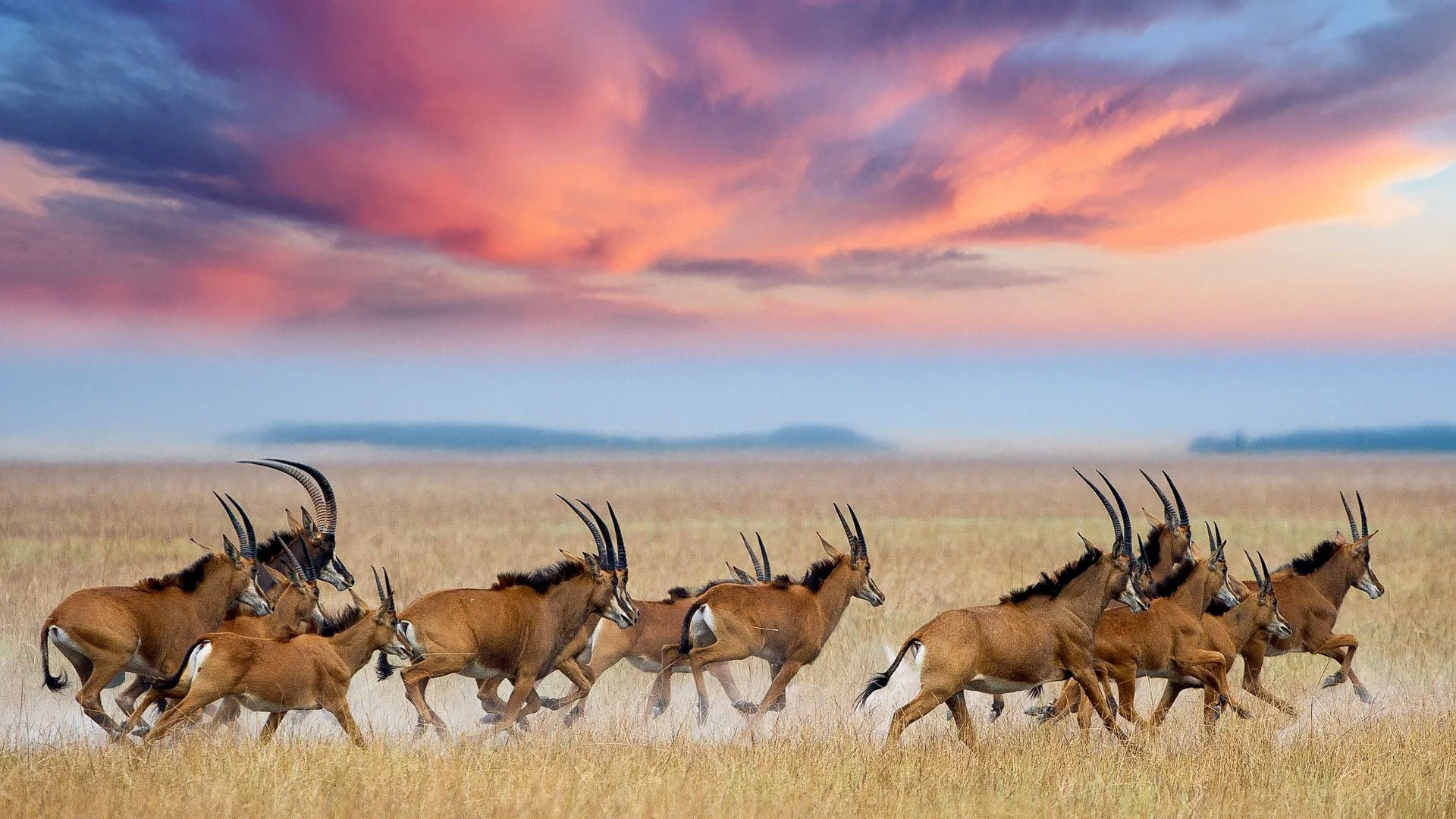 A herd of antelopes running across a grassy plain during sunset with pink and orange clouds in the sky.
