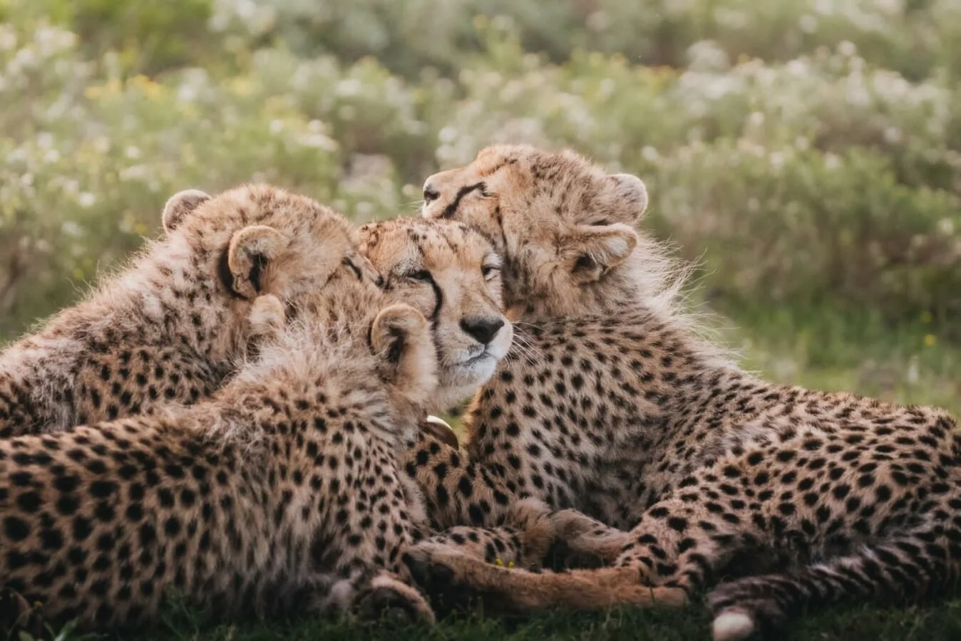 Cheetah and Rhino Conservancy