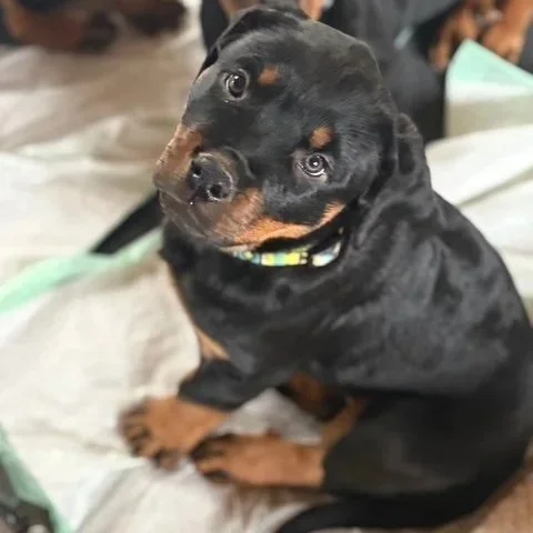 Available Puppies — ROTTIE RETREAT LLC
