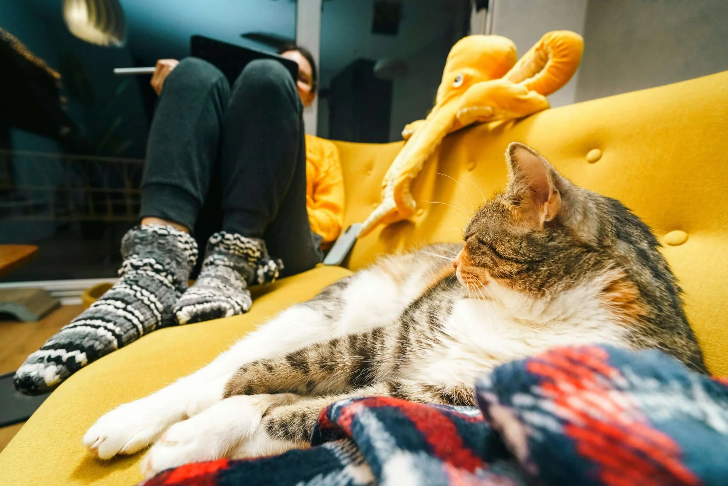 Female doing teletherapy with her cat.