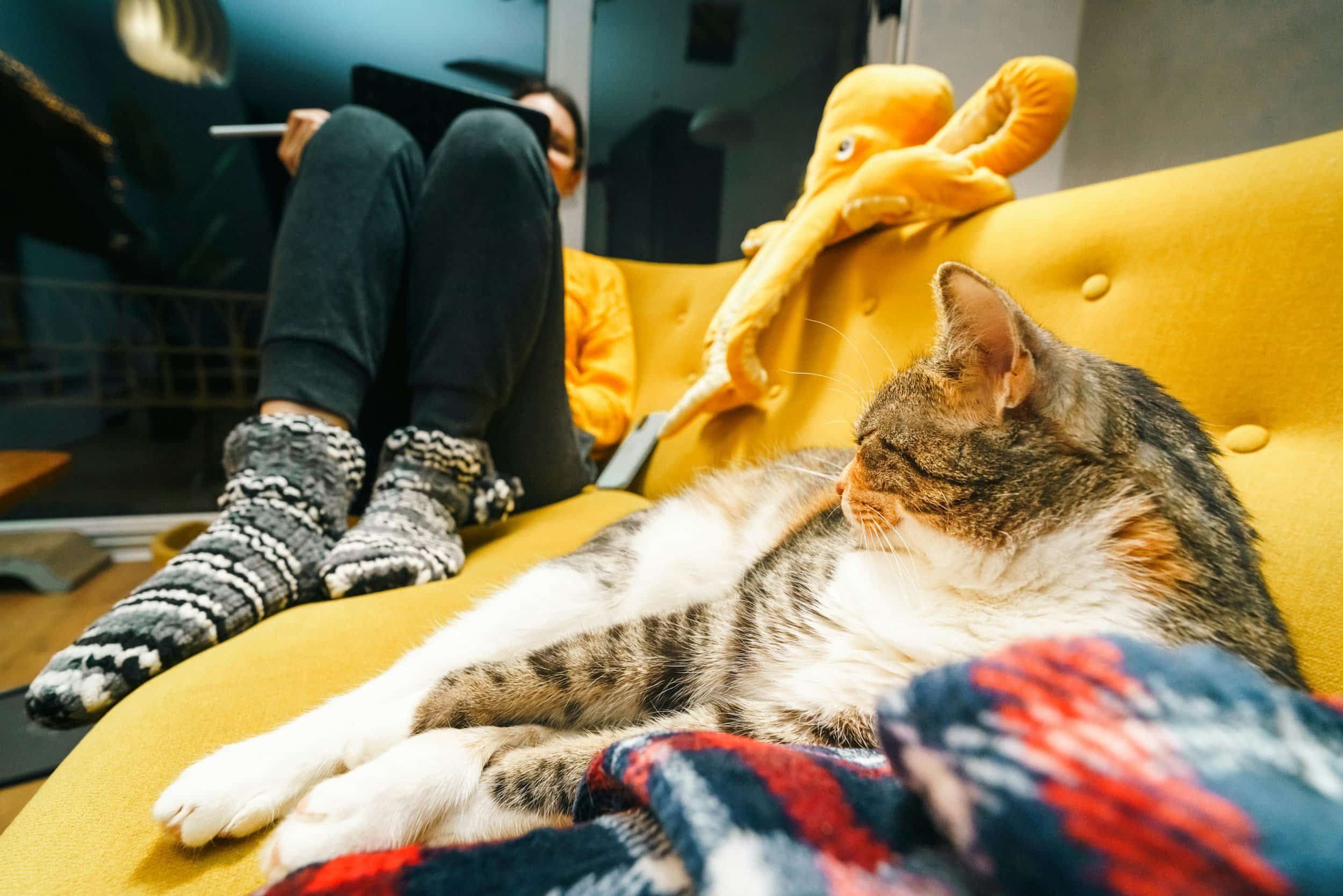 A cat relaxes on a yellow couch as I enjoy therapy telehealth with my cat, cozy socks on, knees up, and a stuffed toy nearby.