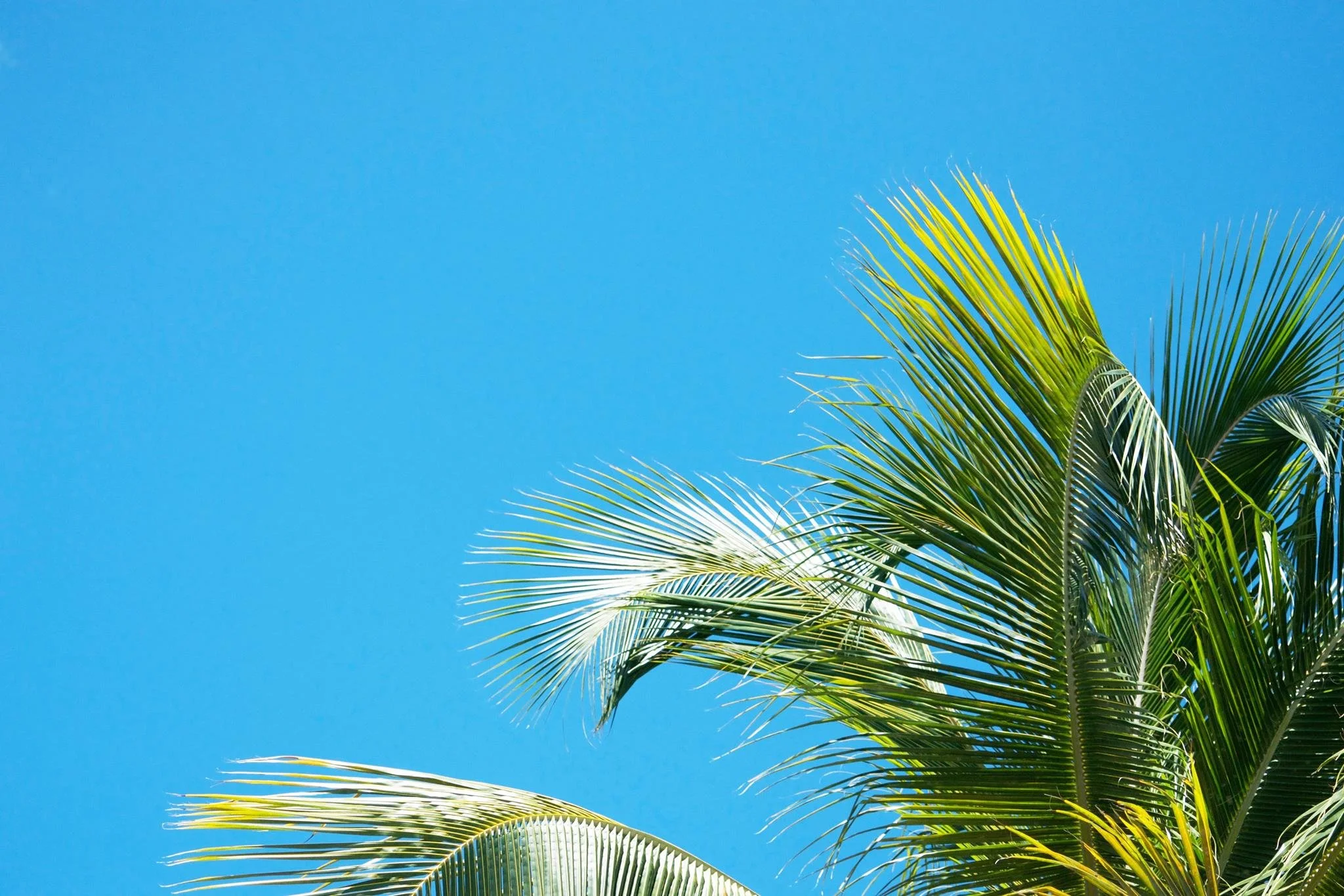 Green palm tree leaves against a clear blue sky.