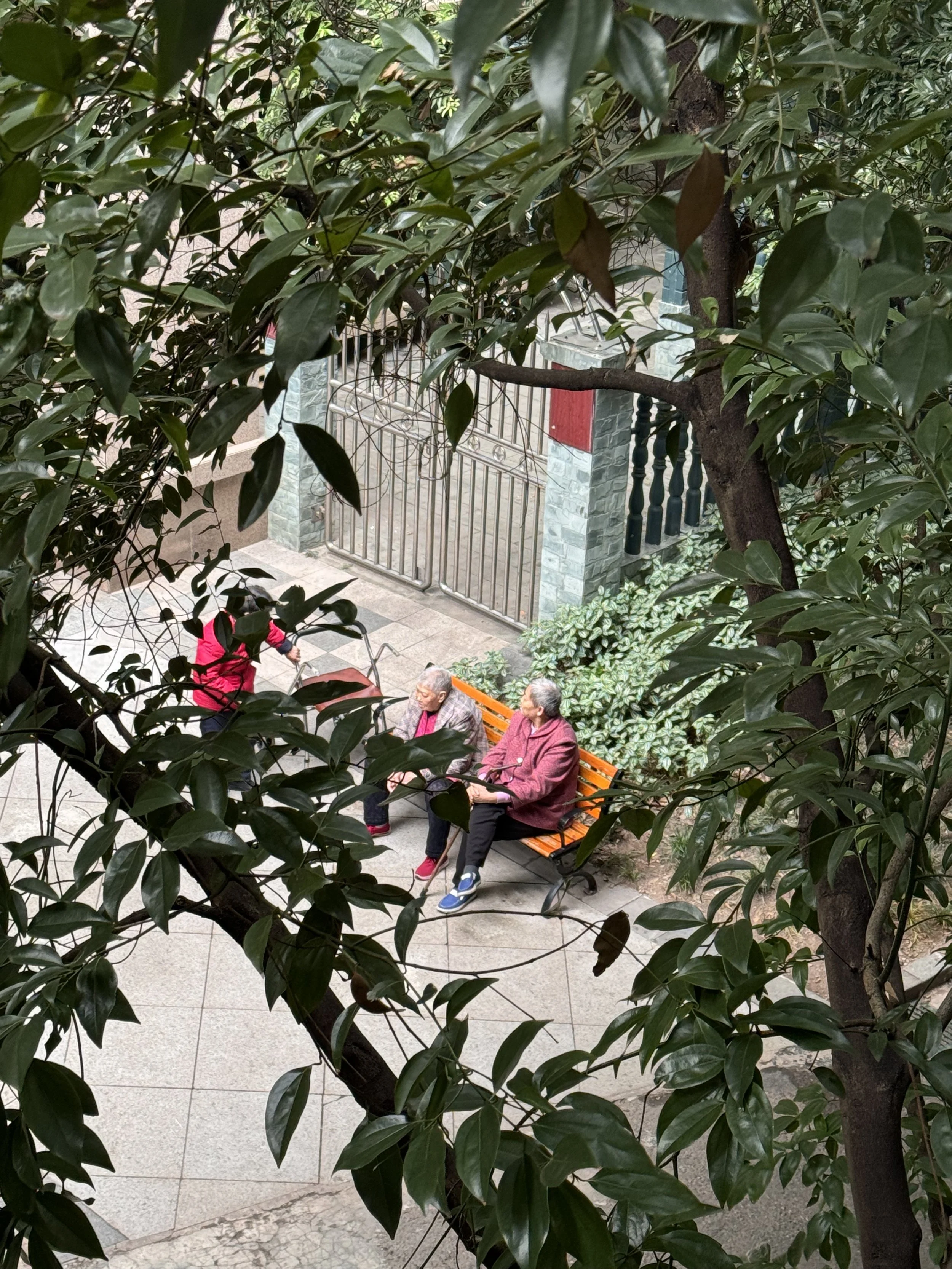 Two elderly women sitting on an orange park bench in a small courtyard, partially obscured by green leaves and a tree, with a girl walking nearby.