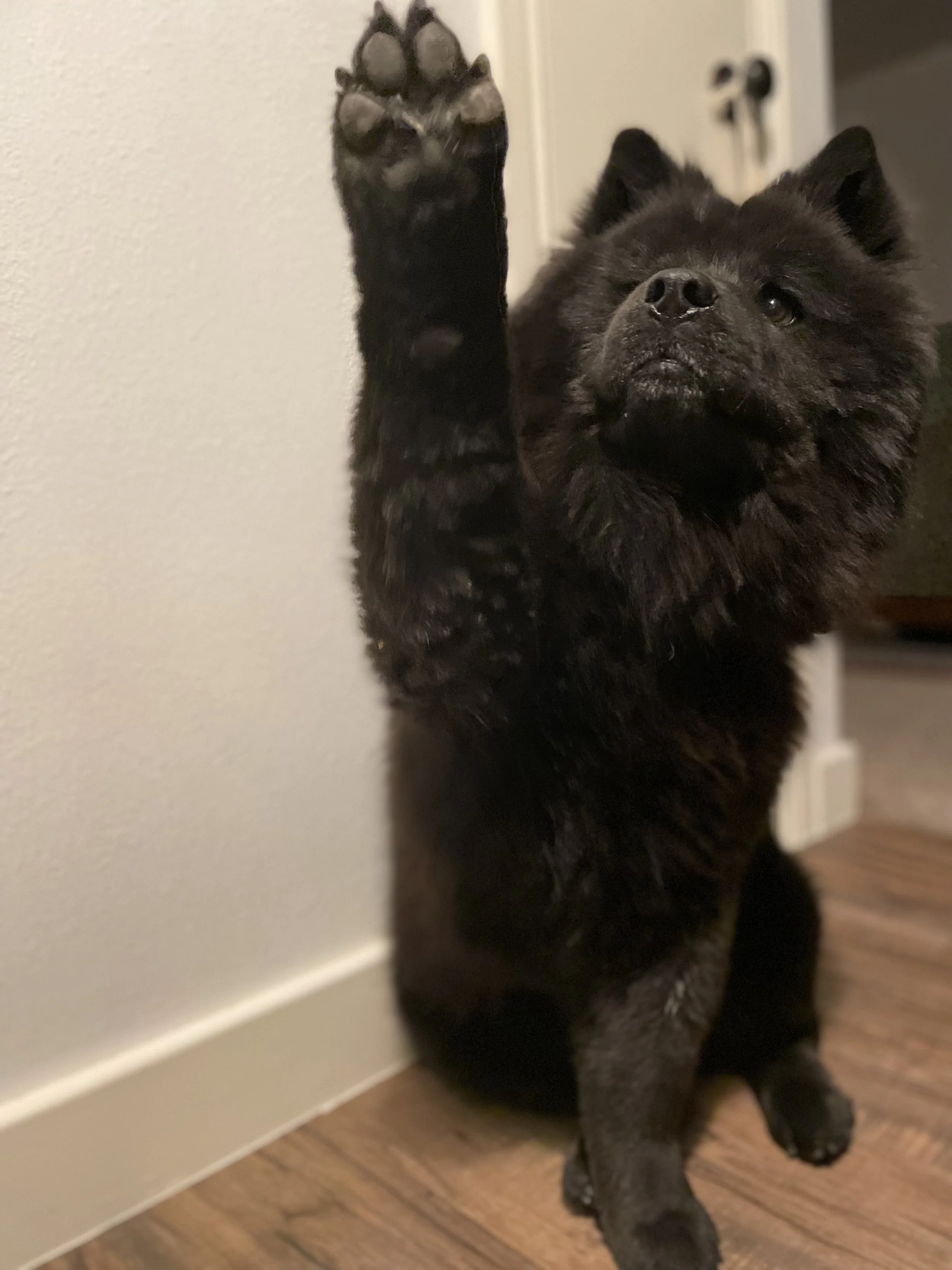 A black puppy with fluffy fur raising one paw against a white wall in a room with wooden floors.