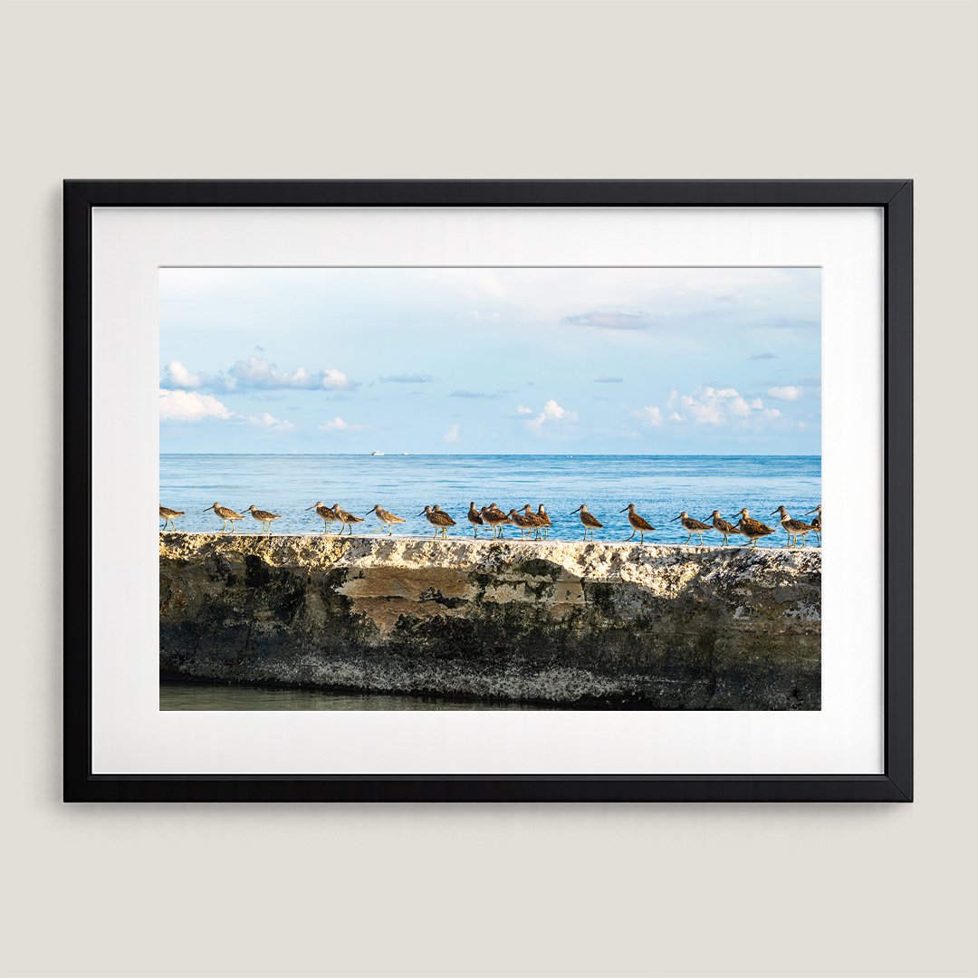 Marbled Godwits shoreline photograph in black frame with white mat.