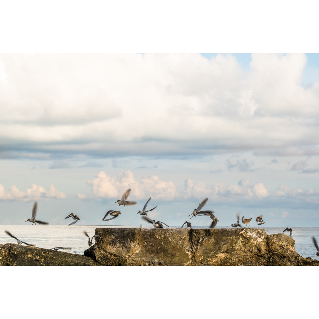 Shorebirds lifting into the air over calm coastal waters in Florida.