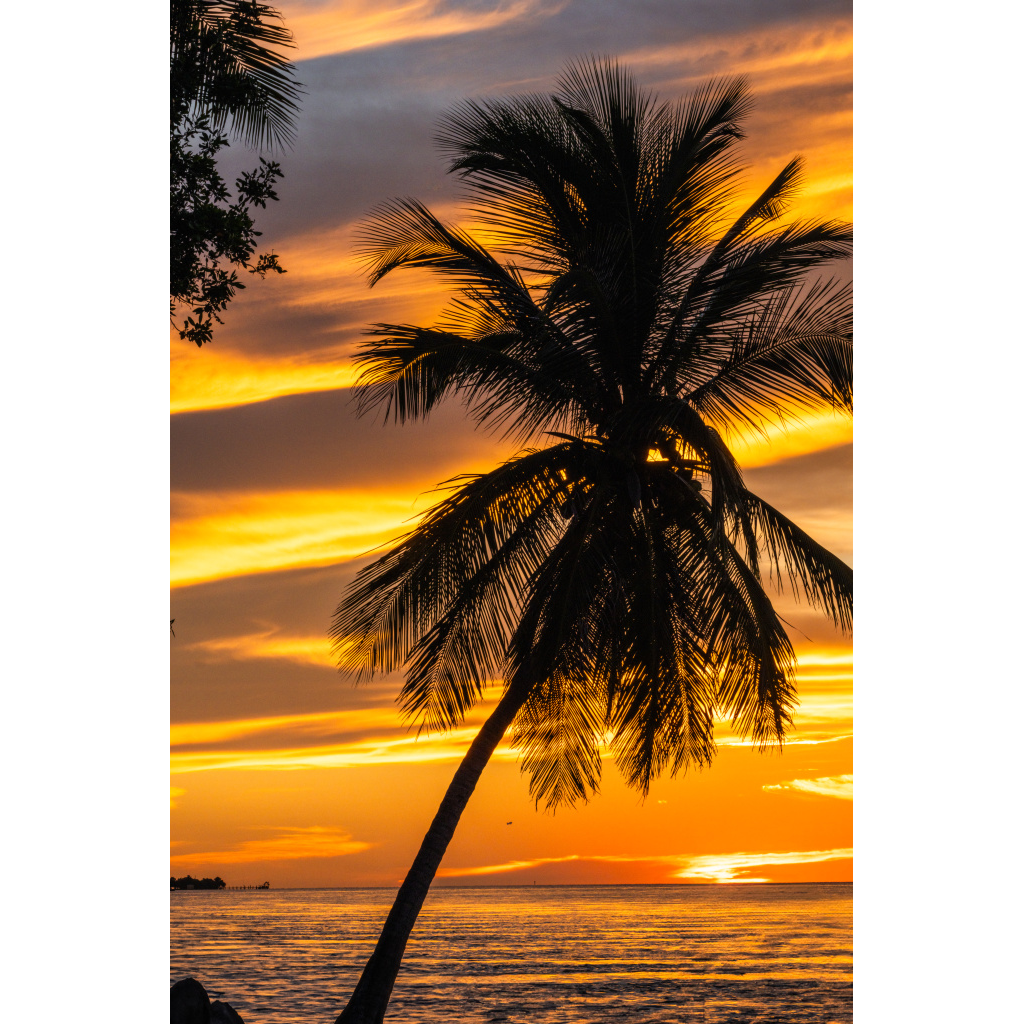 Dramatic Florida Keys sunset with lone palm tree in silhouette.