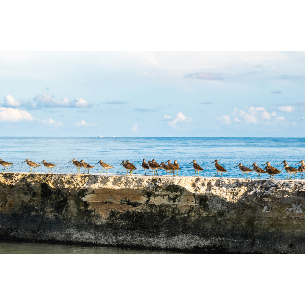 Marbled Godwits standing in a row along a Florida shoreline.