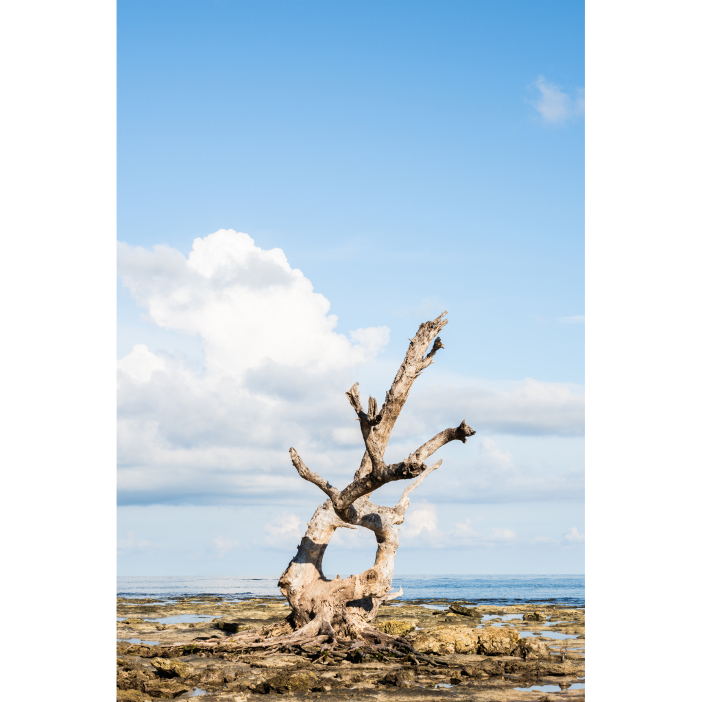 Minimal coastal landscape featuring a lone skeletal tree at the shoreline.
