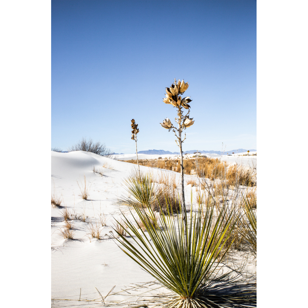 Yucca plant emerging from soft white gypsum dunes in the New Mexico desert landscape.