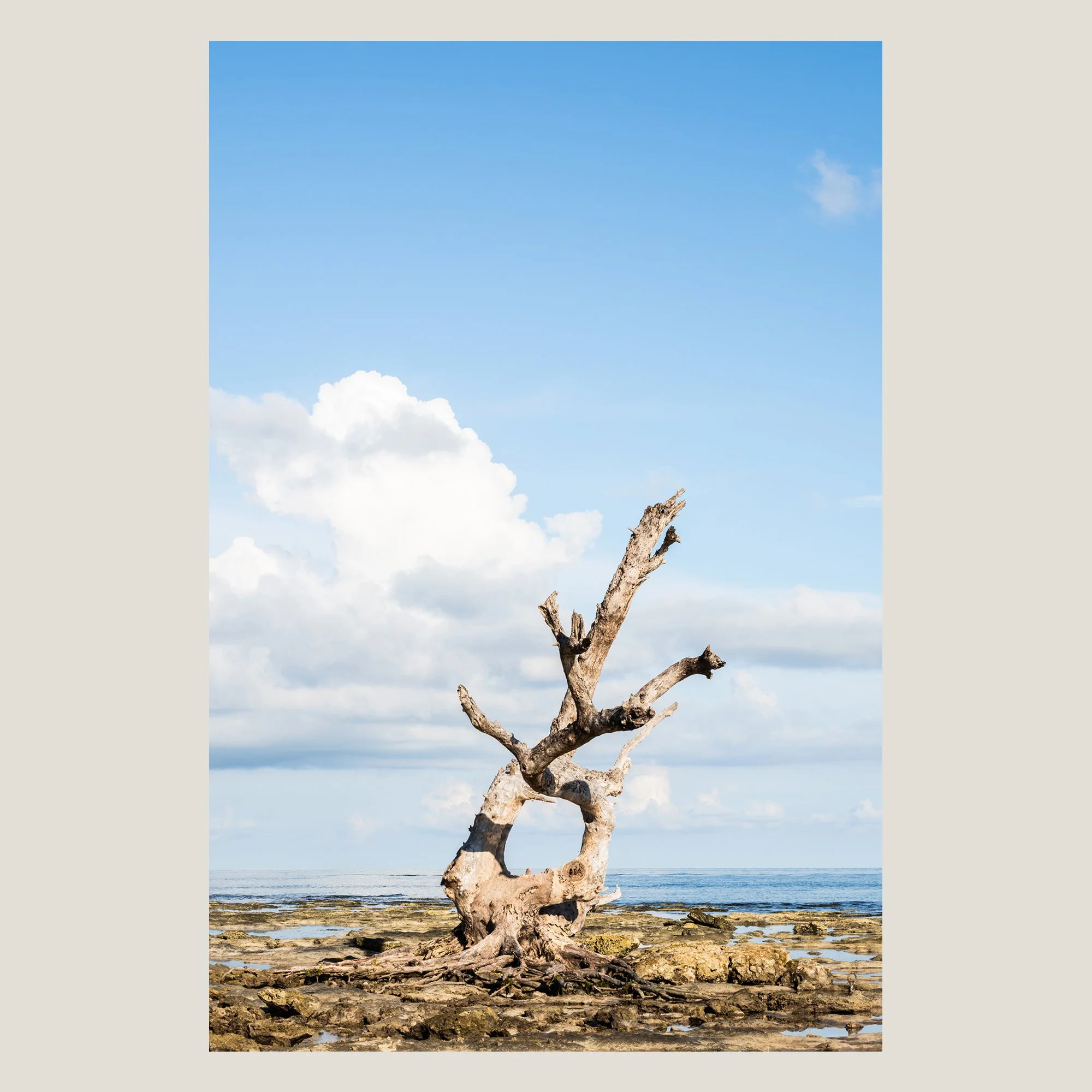 Weathered skeletal tree standing at low tide along the Florida Keys shoreline