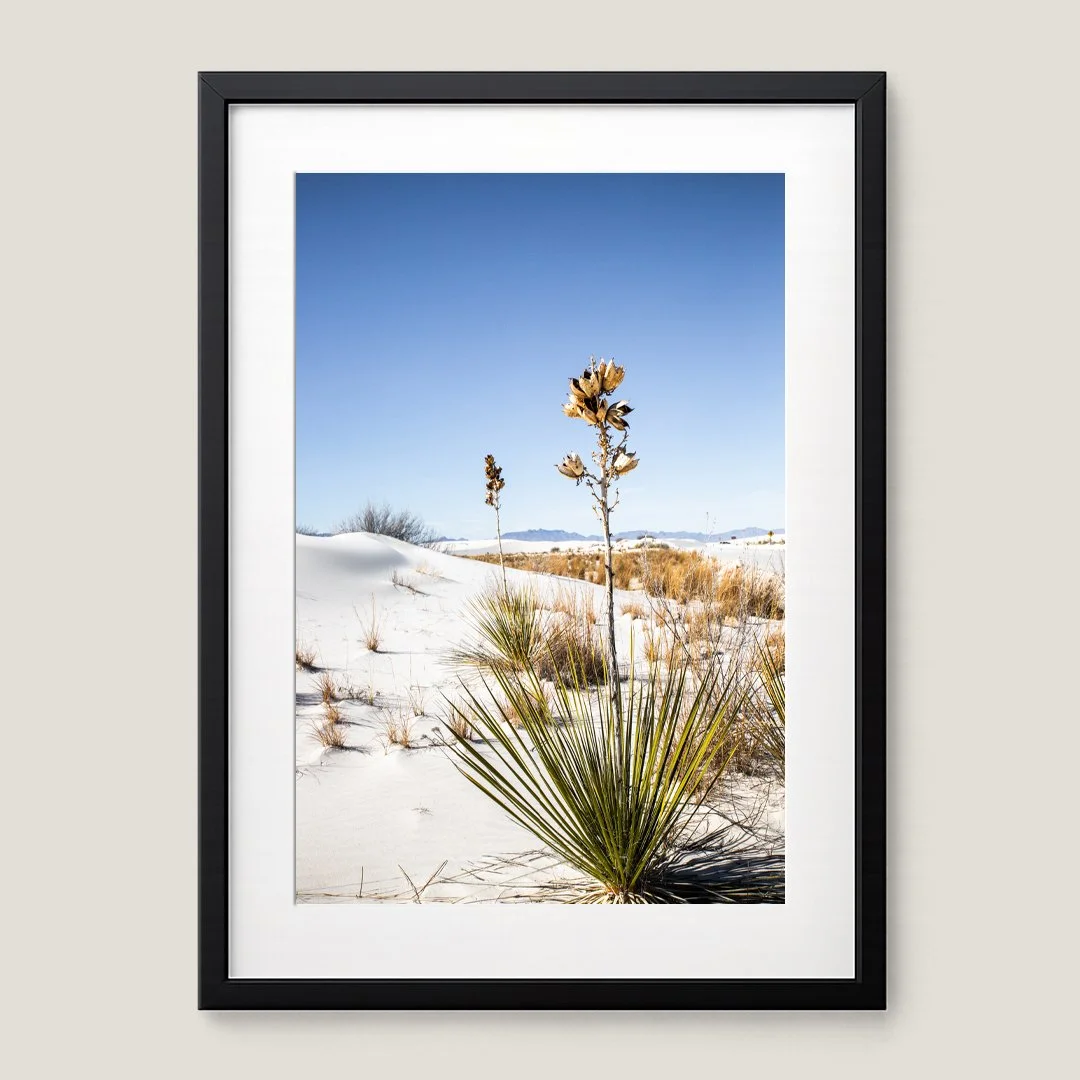 Framed White Sands desert print with black frame and white mat, featuring a yucca plant among gypsum dunes.