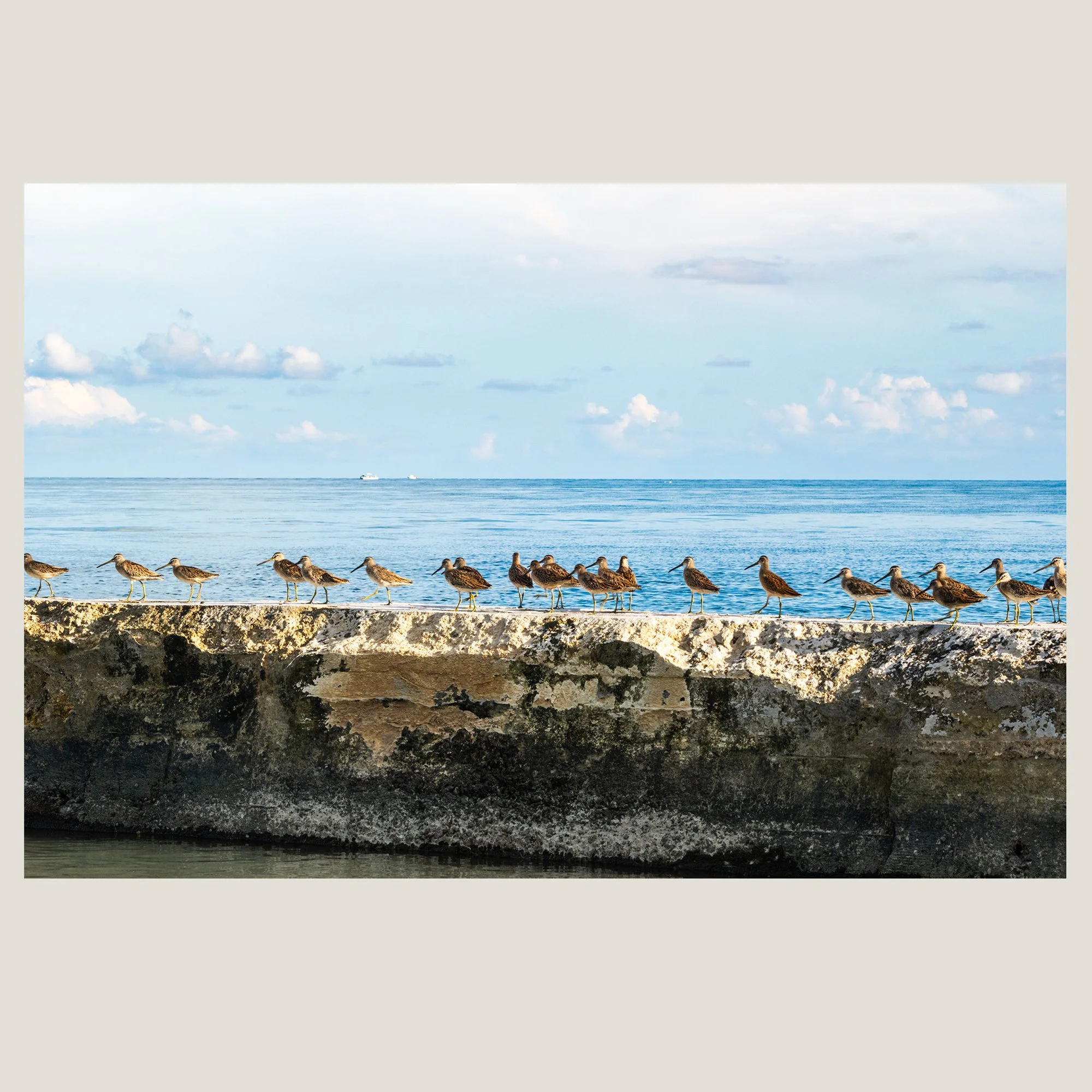 Marbled Godwits standing in a row along a Florida shoreline.