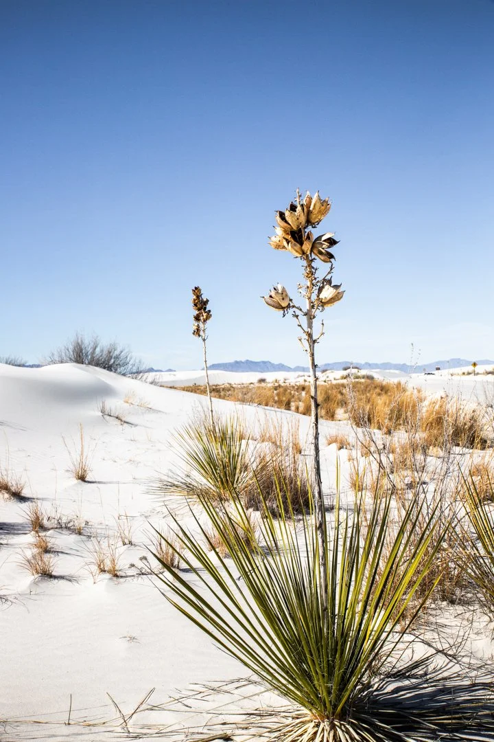 Yucca plant emerging from white gypsum dunes at White Sands National Park, illuminated by soft desert light with mountains rising in the distance.