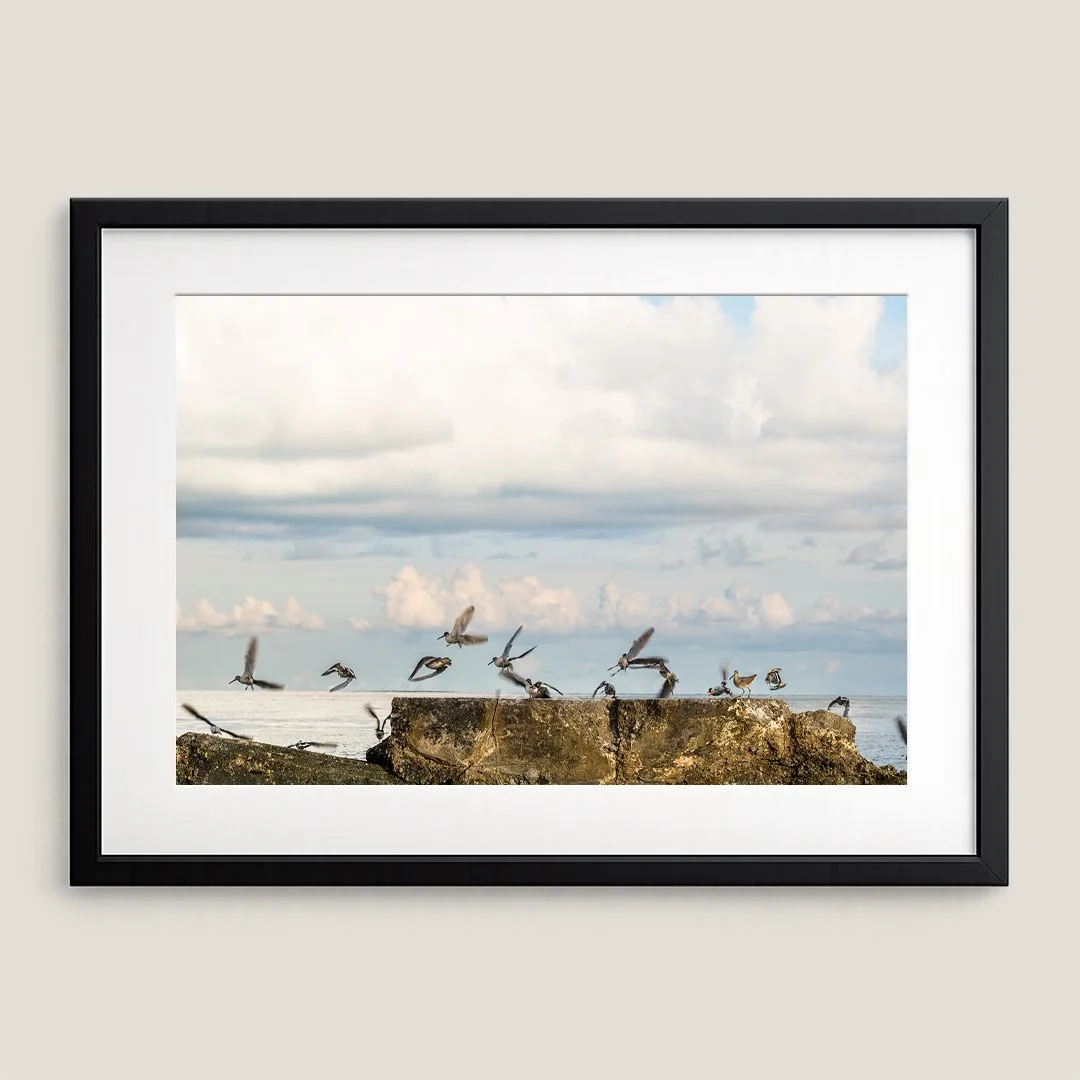 Marbled Godwits flight photograph in black frame with white mat.