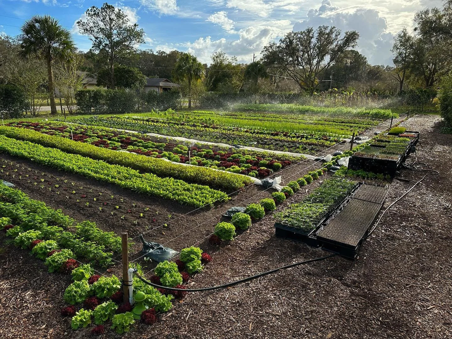 Vegetable garden with rows of lettuce, leafy greens, and other vegetables, being watered on a sunny day with some clouds, surrounded by trees and a dirt path.