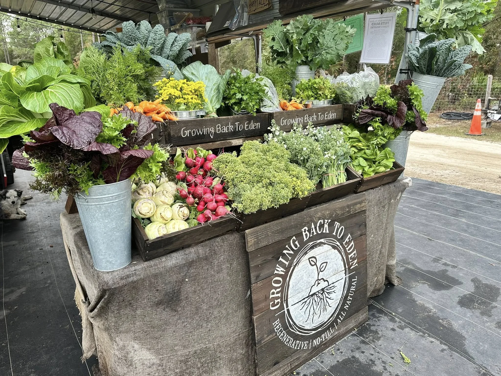Display of fresh vegetables and herbs at a farmer's market stand. Items include lettuce, carrots, radishes, turnips, broccoli, and other greens, arranged in wooden crates and metal buckets, with a sign reading 'Growing Back To Eden' and a large logo with a sprouting plant.