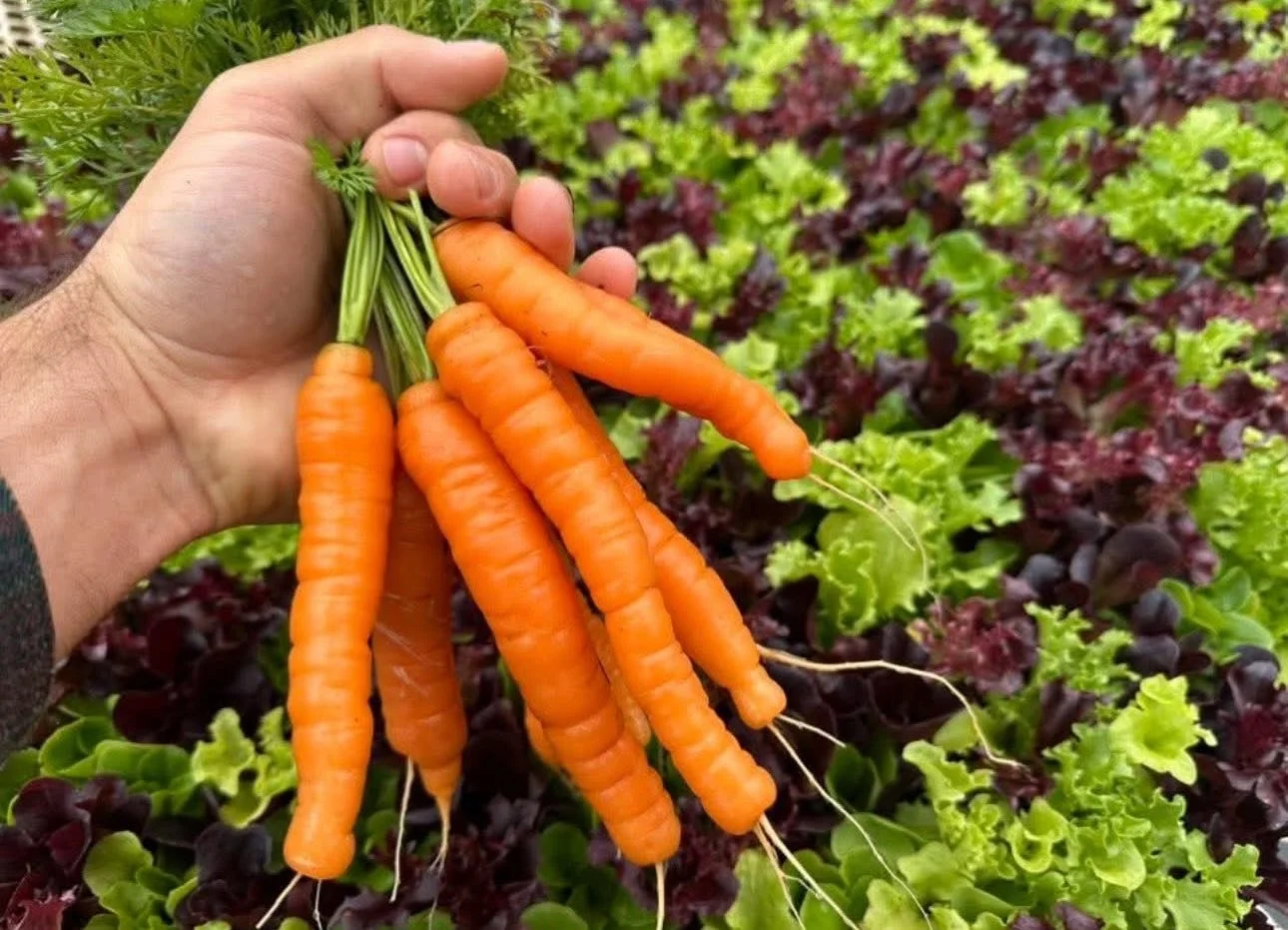 A hand holding freshly harvested small orange carrots with green tops, set against a background of green and purple leafy vegetables.