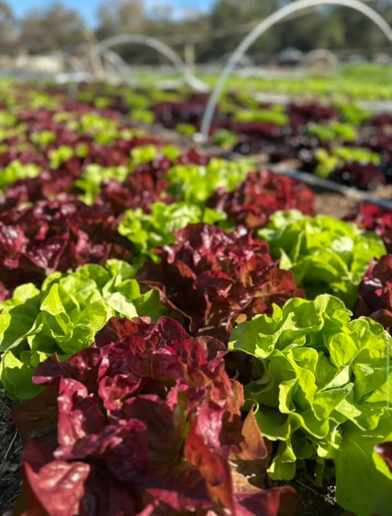 Rows of green and red lettuce growing in a farm with irrigation hoses overhead.