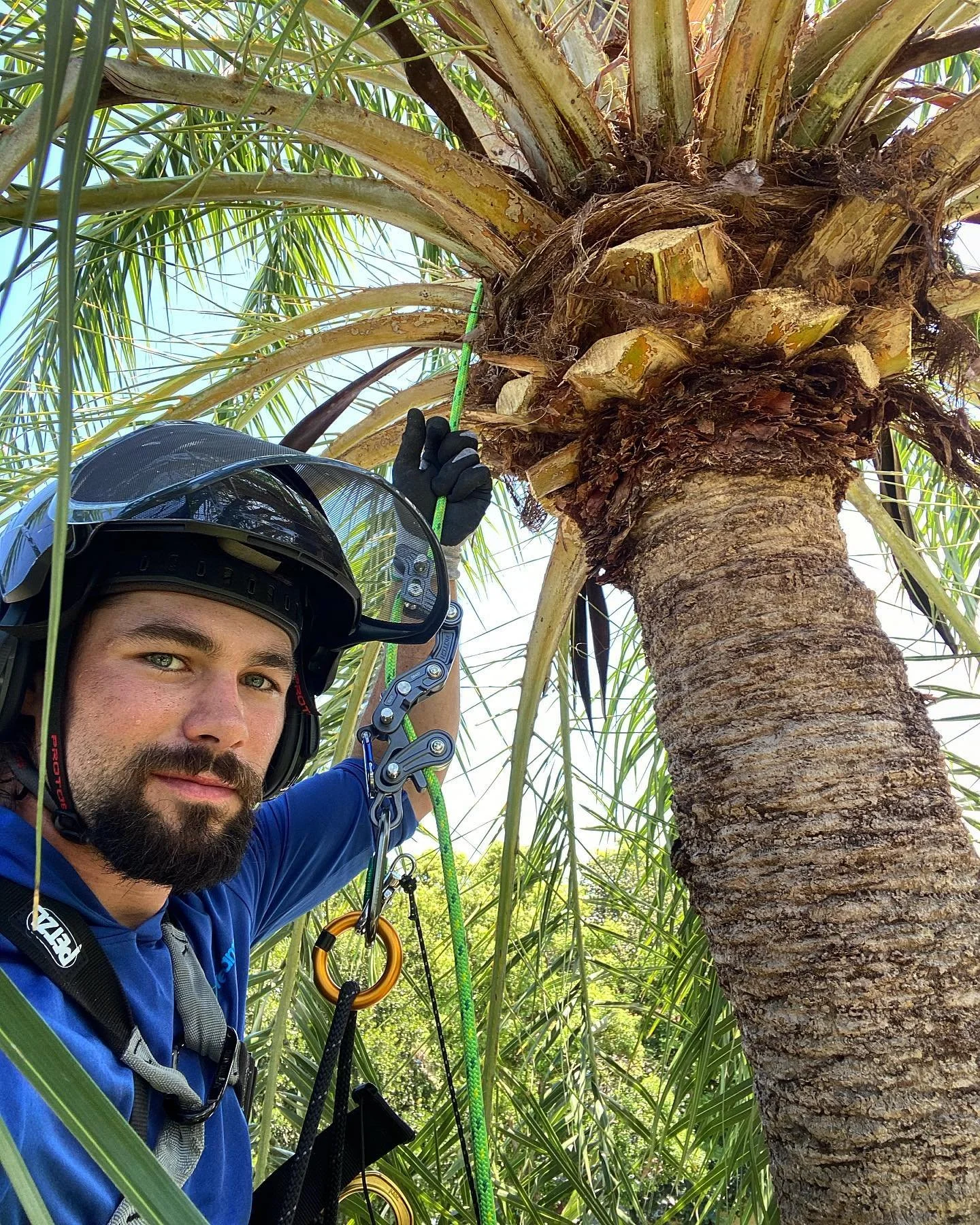 A person wearing a helmet and safety harness climbing or inspecting a palm tree with a rope and climbing gear.