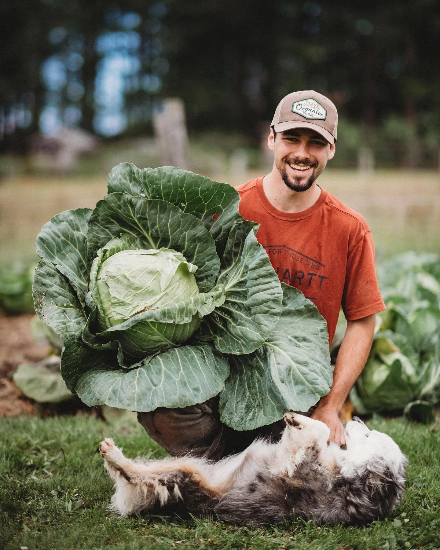 A man holding a large head of cabbage outdoors with a dog lying on its back in front of him.