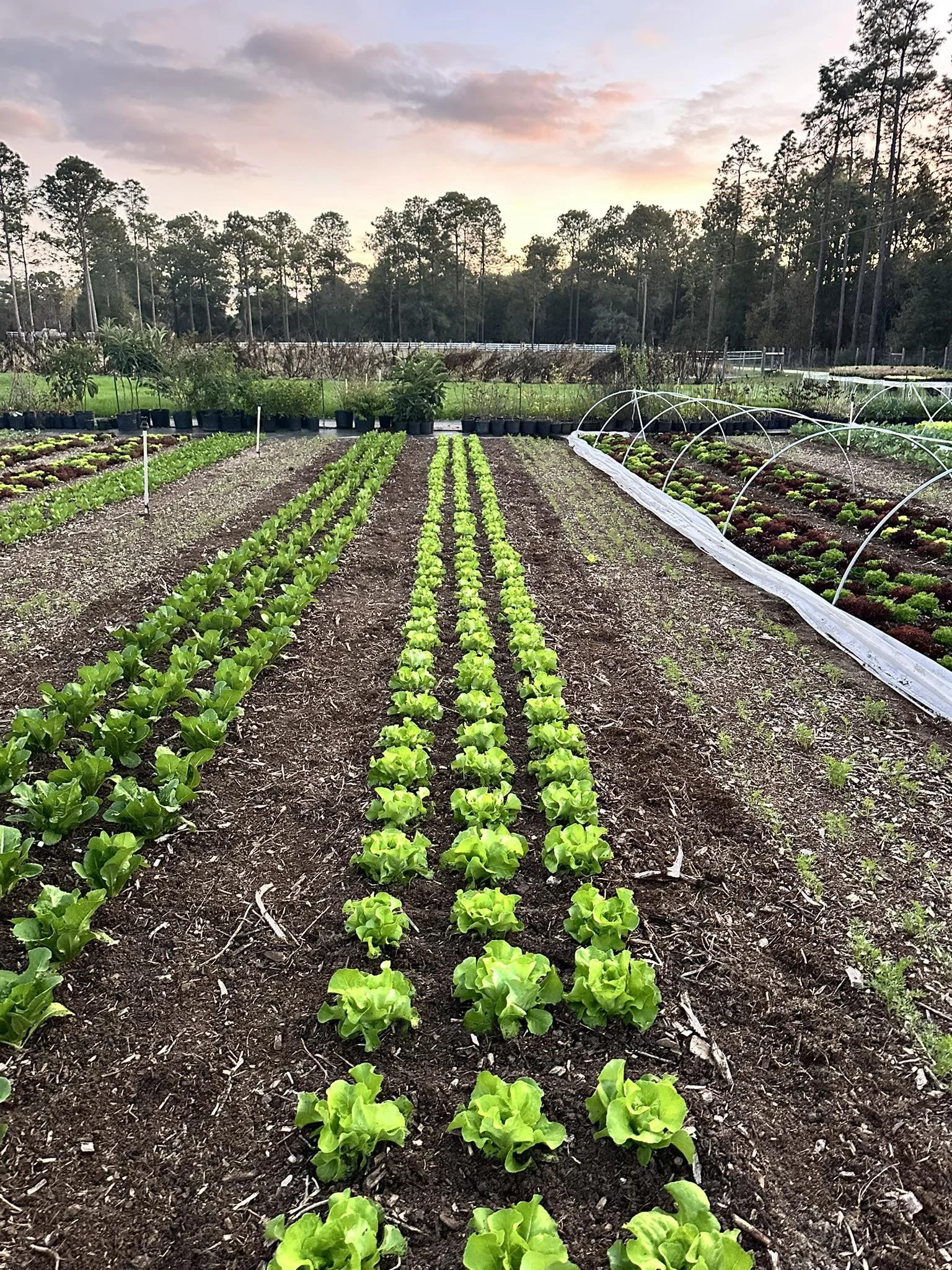 Vegetable garden with organized rows of leafy greens, possibly lettuce or romaine, under a sunset sky with trees in the background.