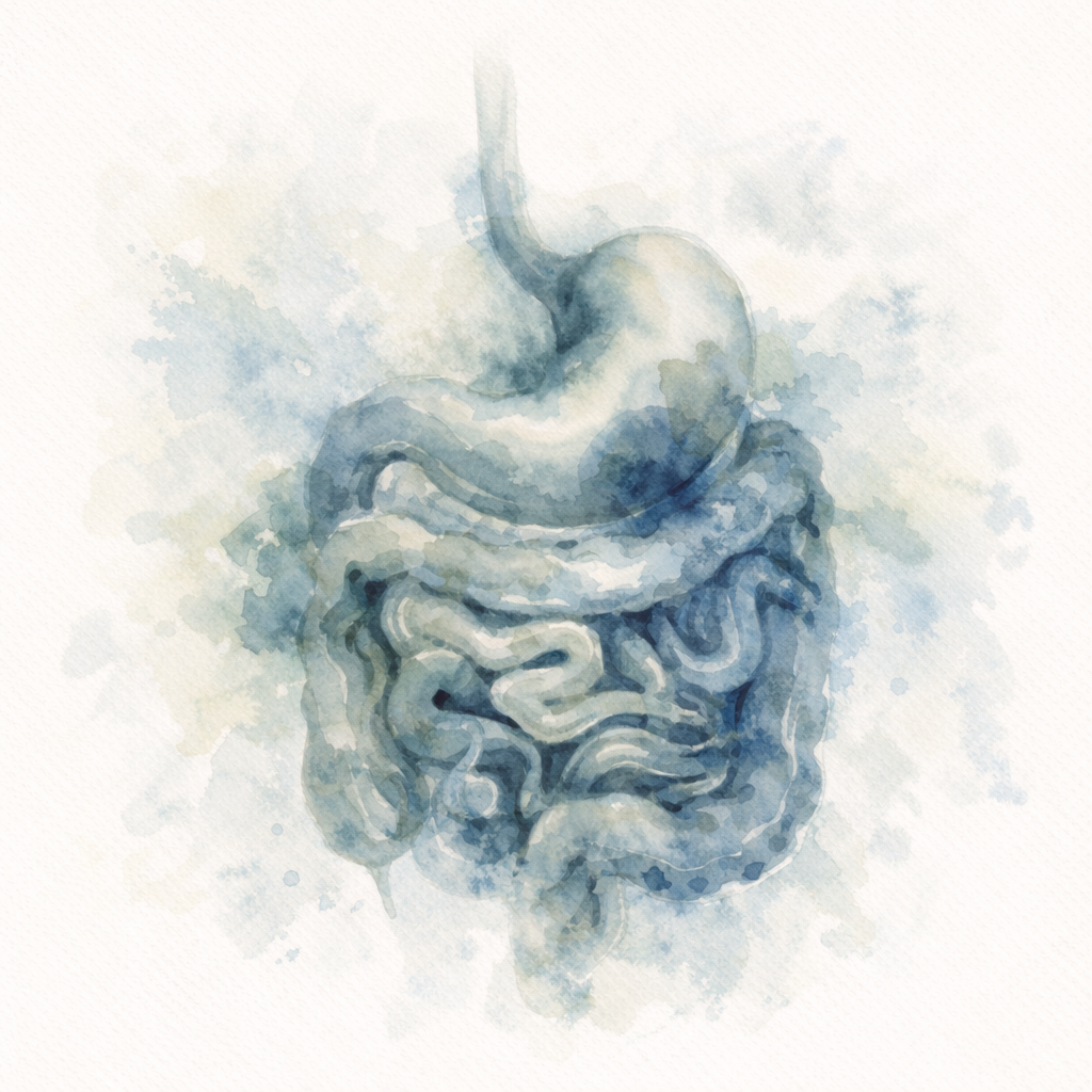 Illustrazione artistica di un Sistema digestivo umano in stile acquerello.