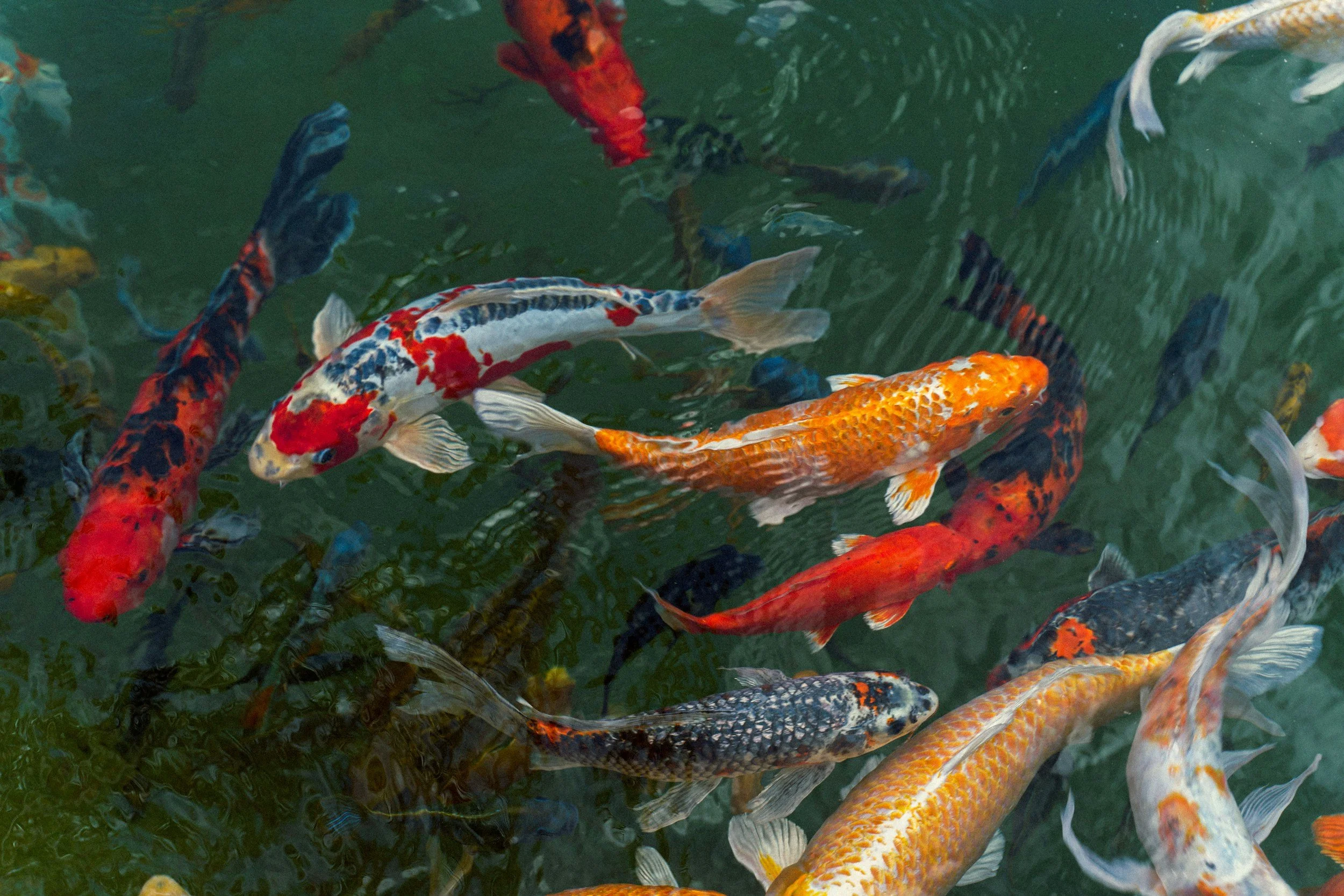 Colorful koi fish swimming in a pond.