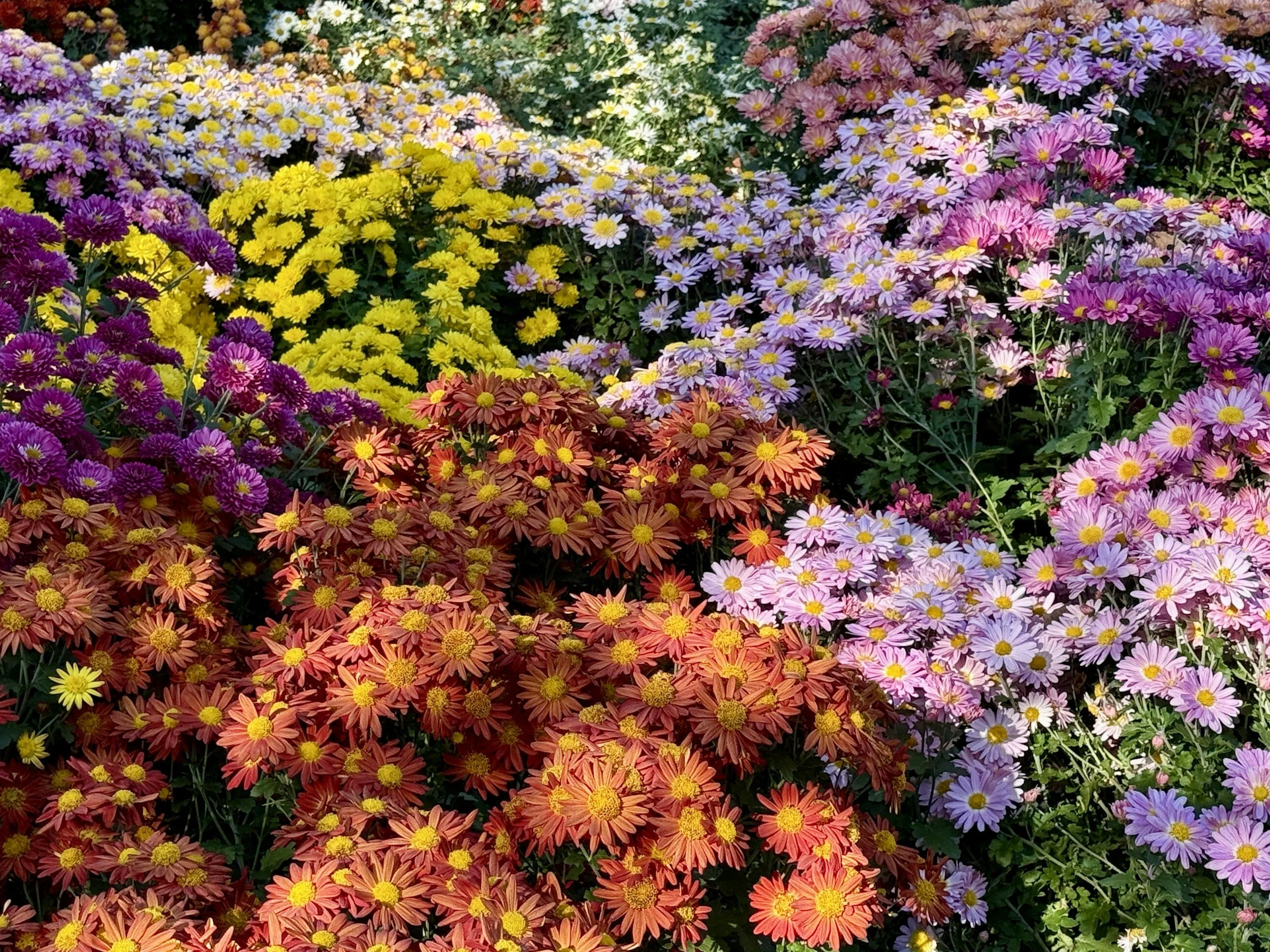 A colorful garden of blooming chrysanthemums in shades of purple, yellow, orange, and pink.