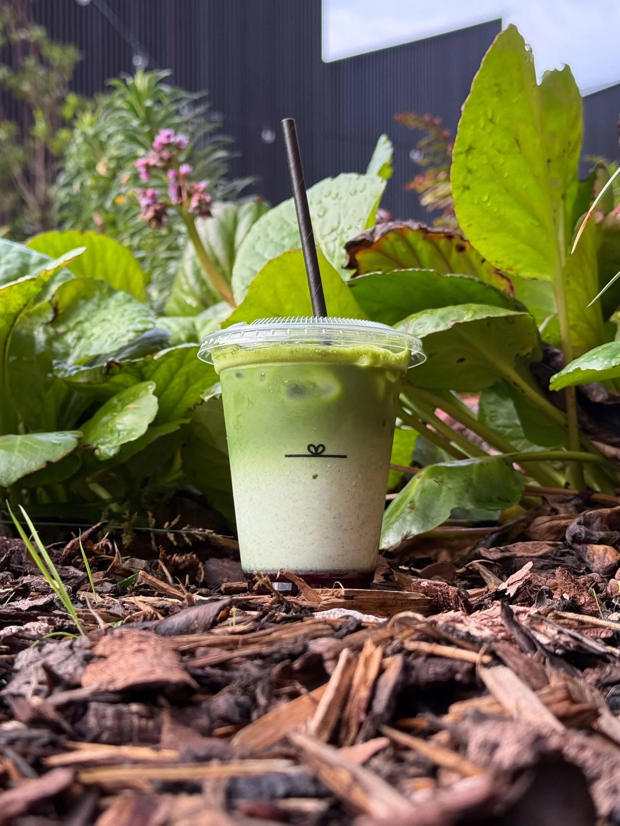 A plastic cup with a green iced matcha latte, straw, and lid, placed on mulch surrounded by green leaves and plants, with a blurred background.